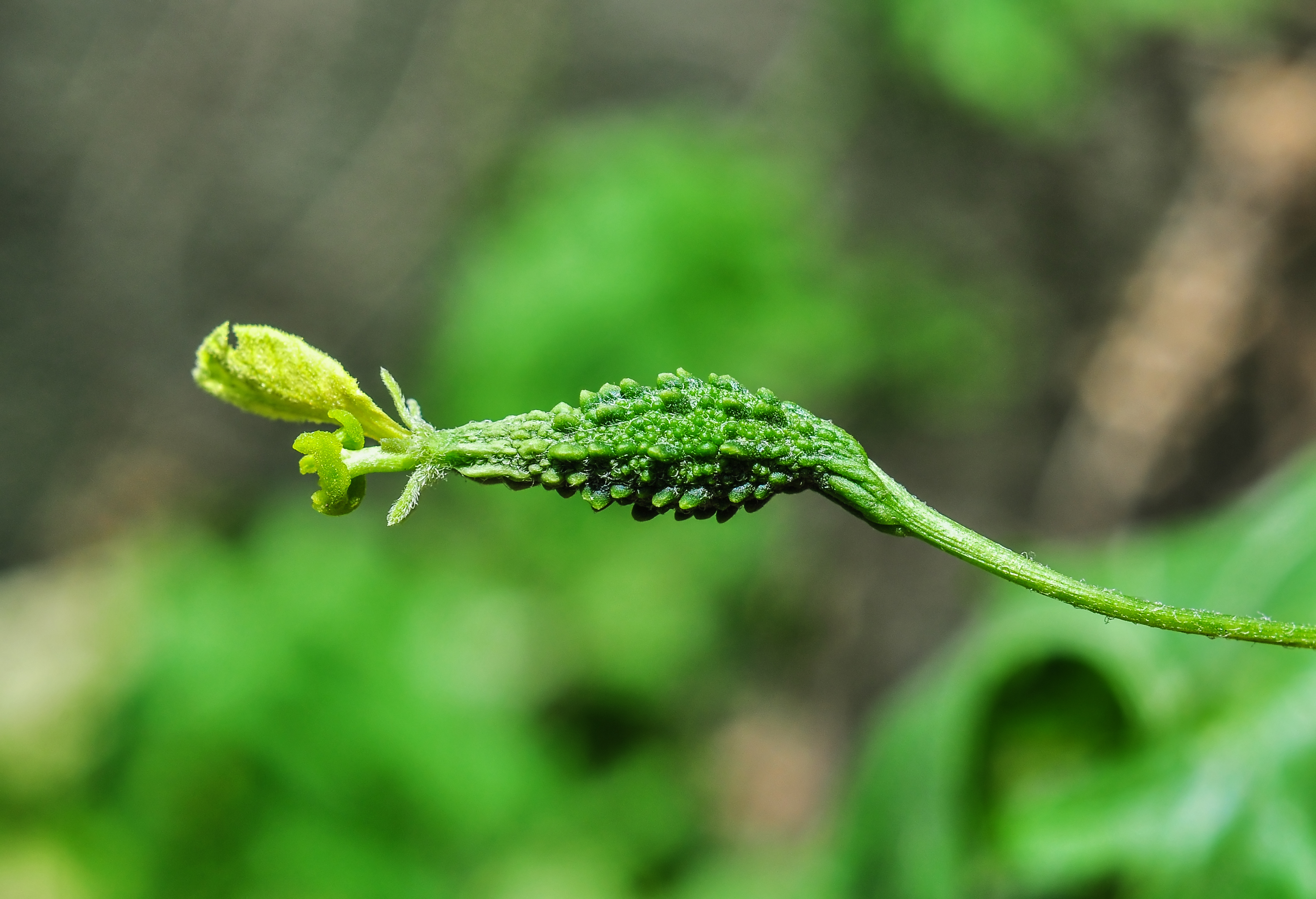 Momordica charantia 25042014