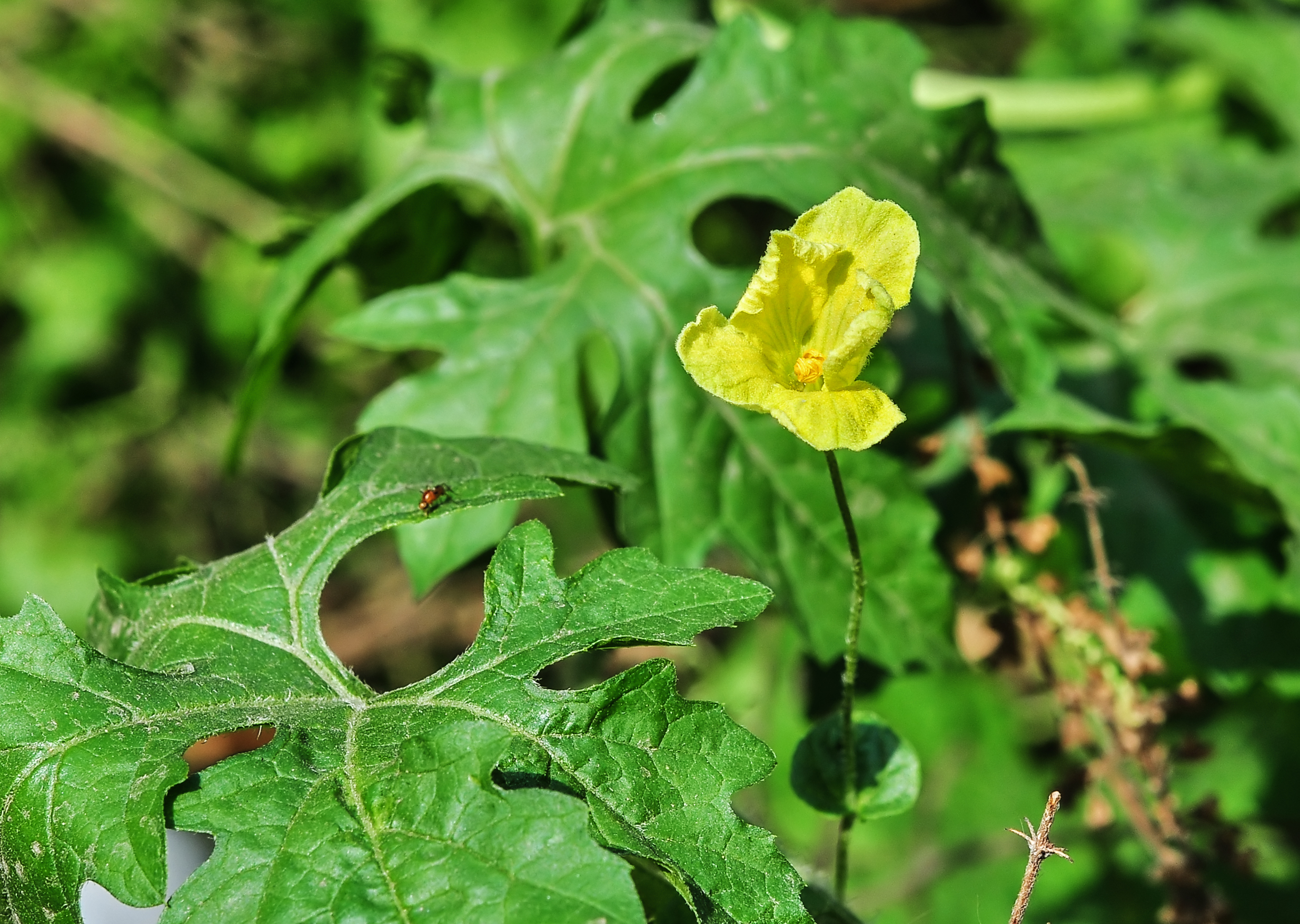 Momordica charantia flower 28042014 (1)