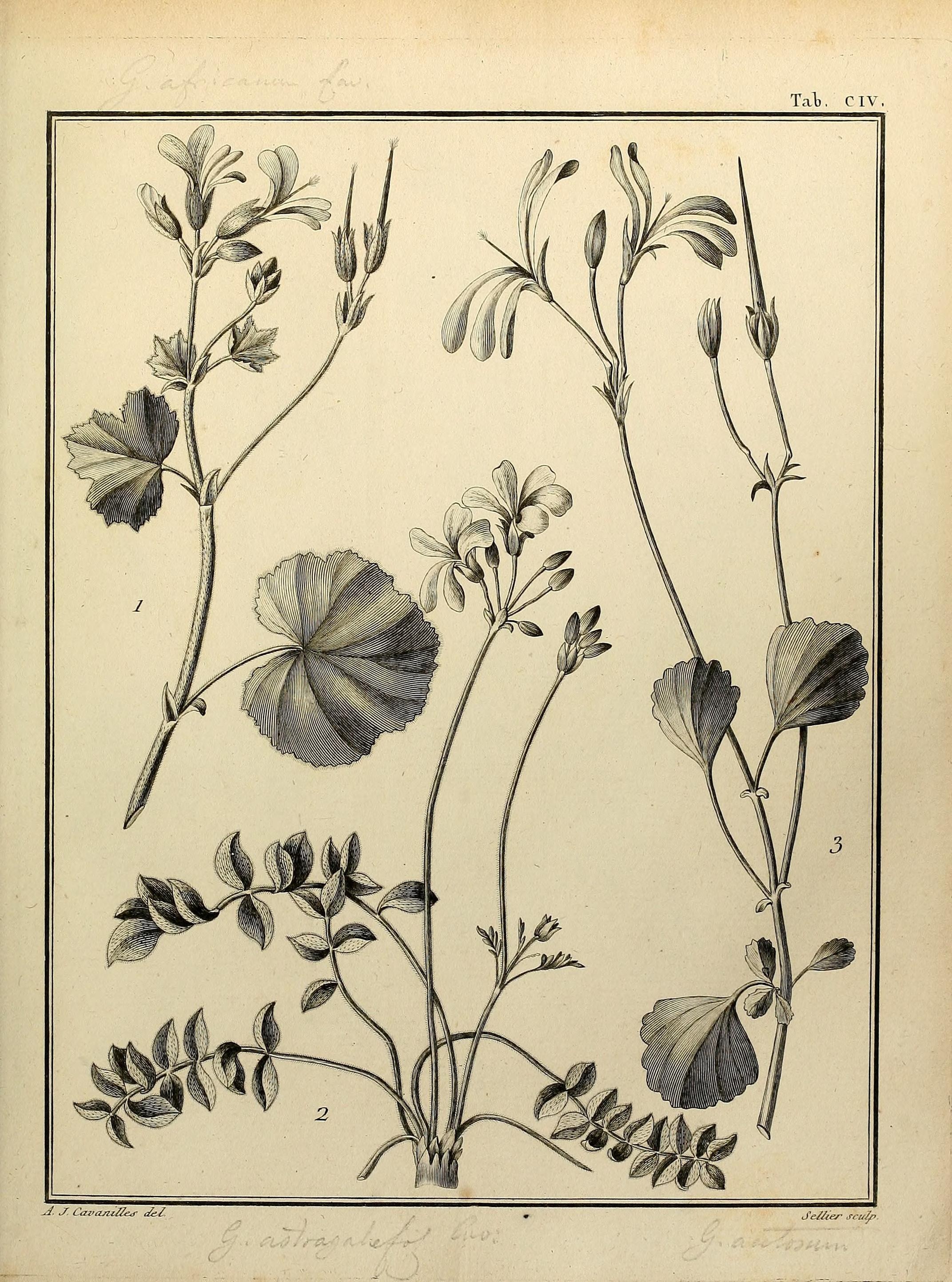 Monadelphiae classis dissertationes decem (Tab. CIV) (8188886116)