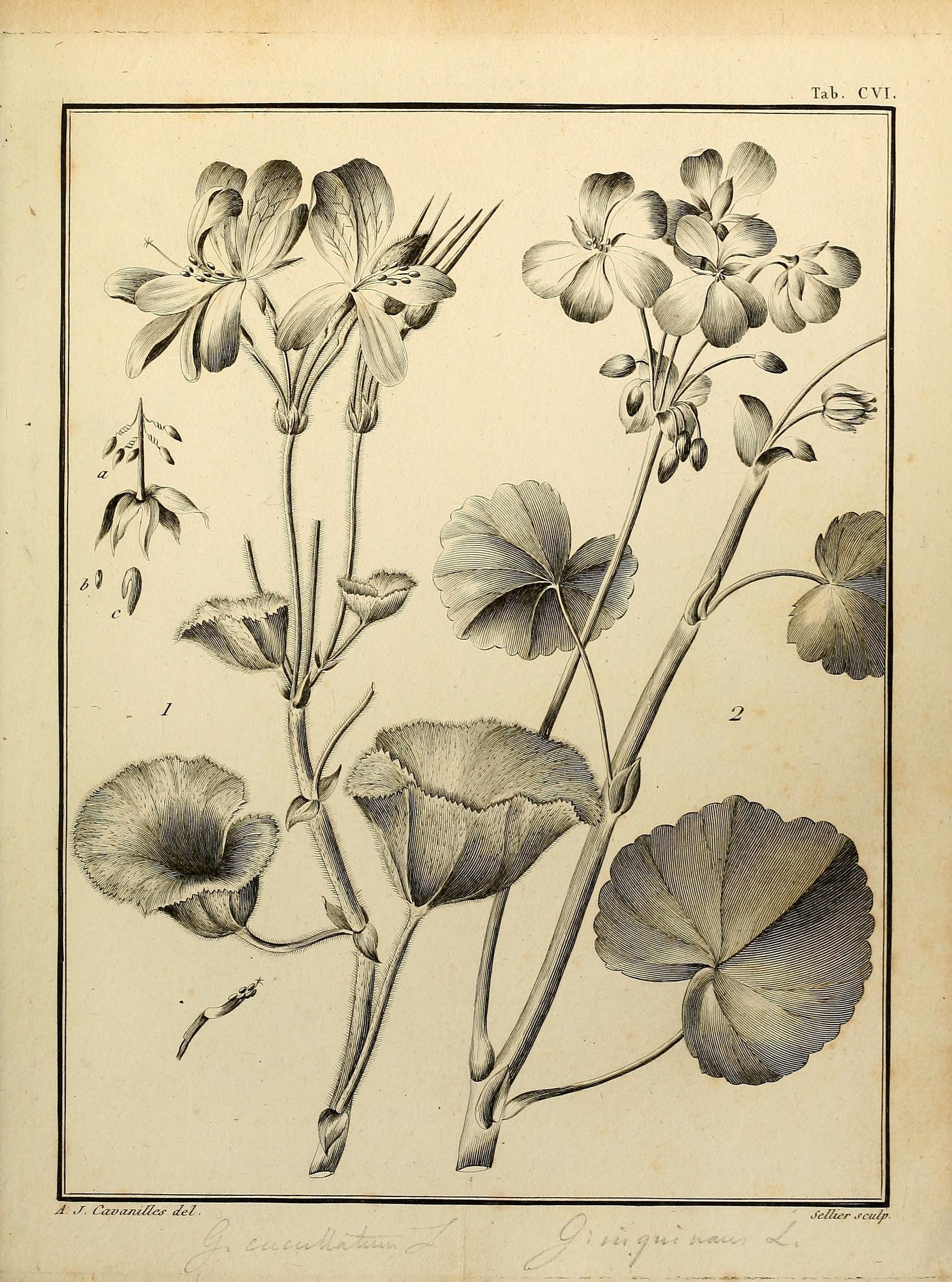 Monadelphiae classis dissertationes decem (Tab. CVI) (8188887834)