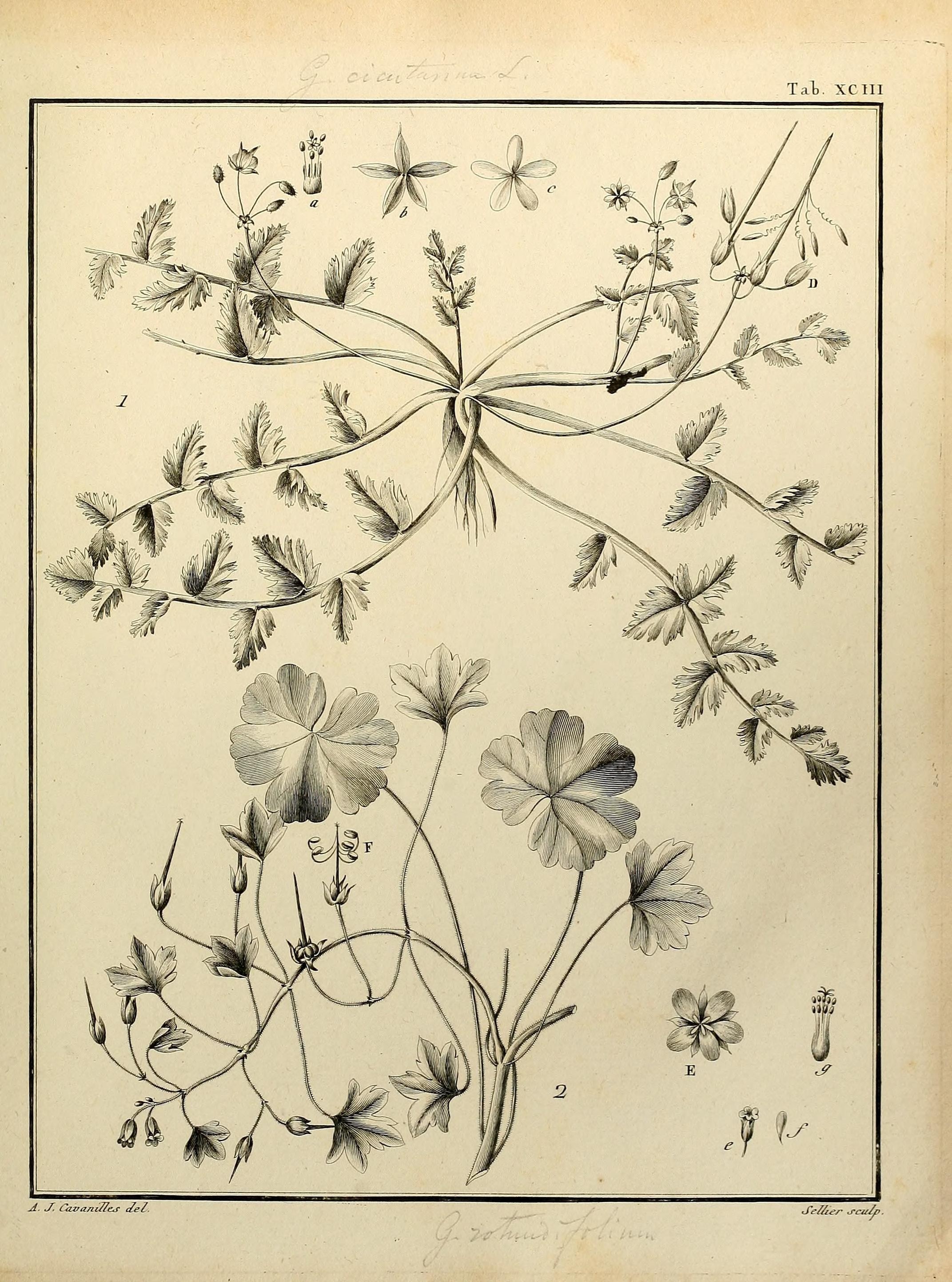 Monadelphiae classis dissertationes decem (Tab. XCIII) (8188878428)