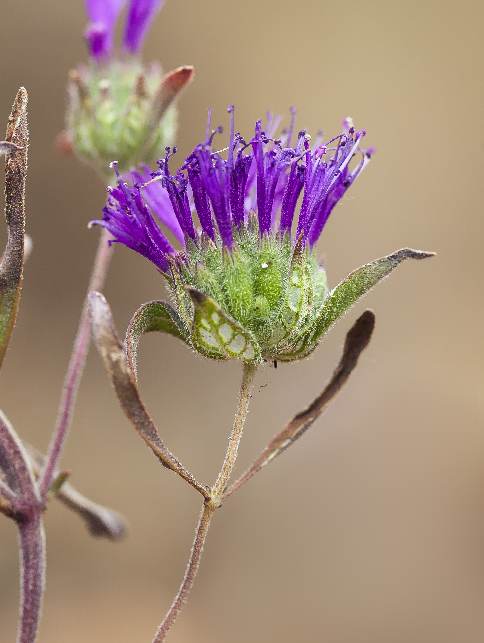 Monardella douglasii (Douglas' monardella) (14283612148)