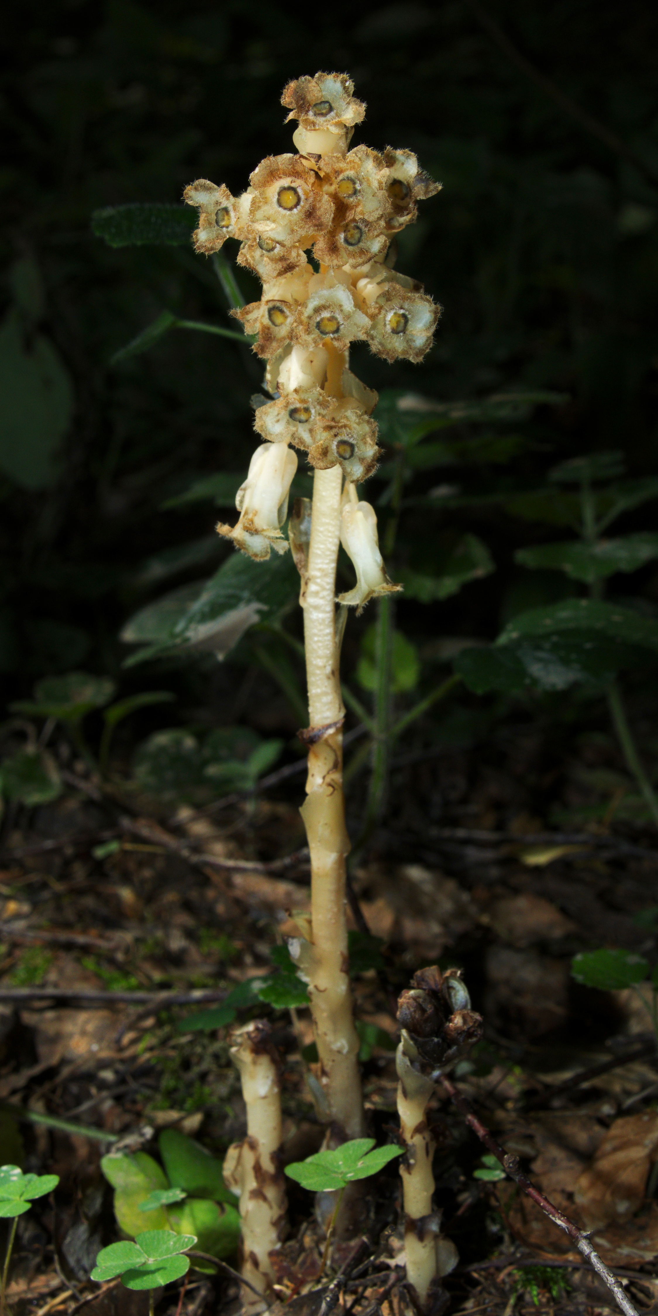 Monotropa hypopitys20170812 9147