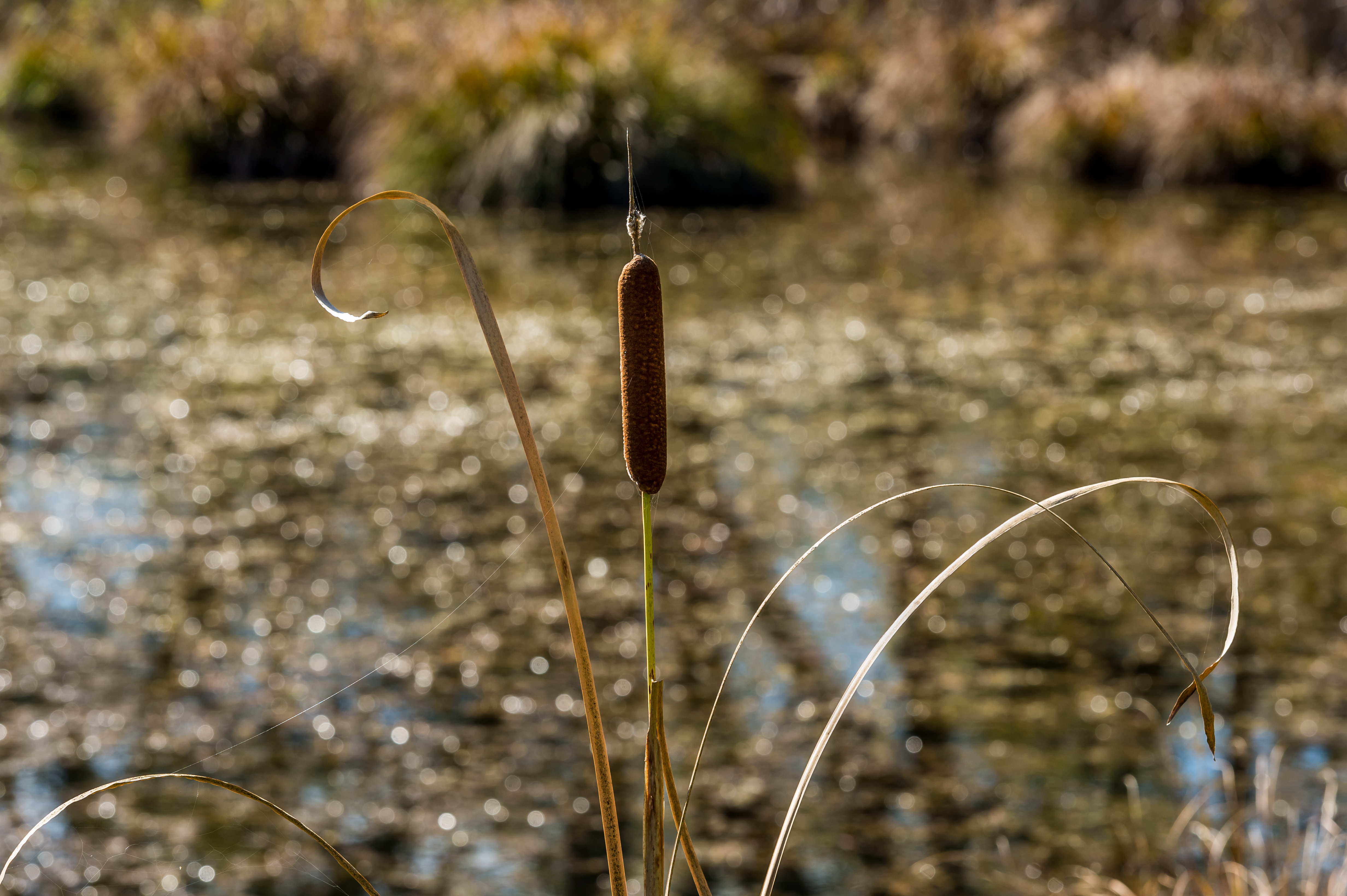 Moosburg Mitterteich Typha angustifolia im Herbst 18102017 5672