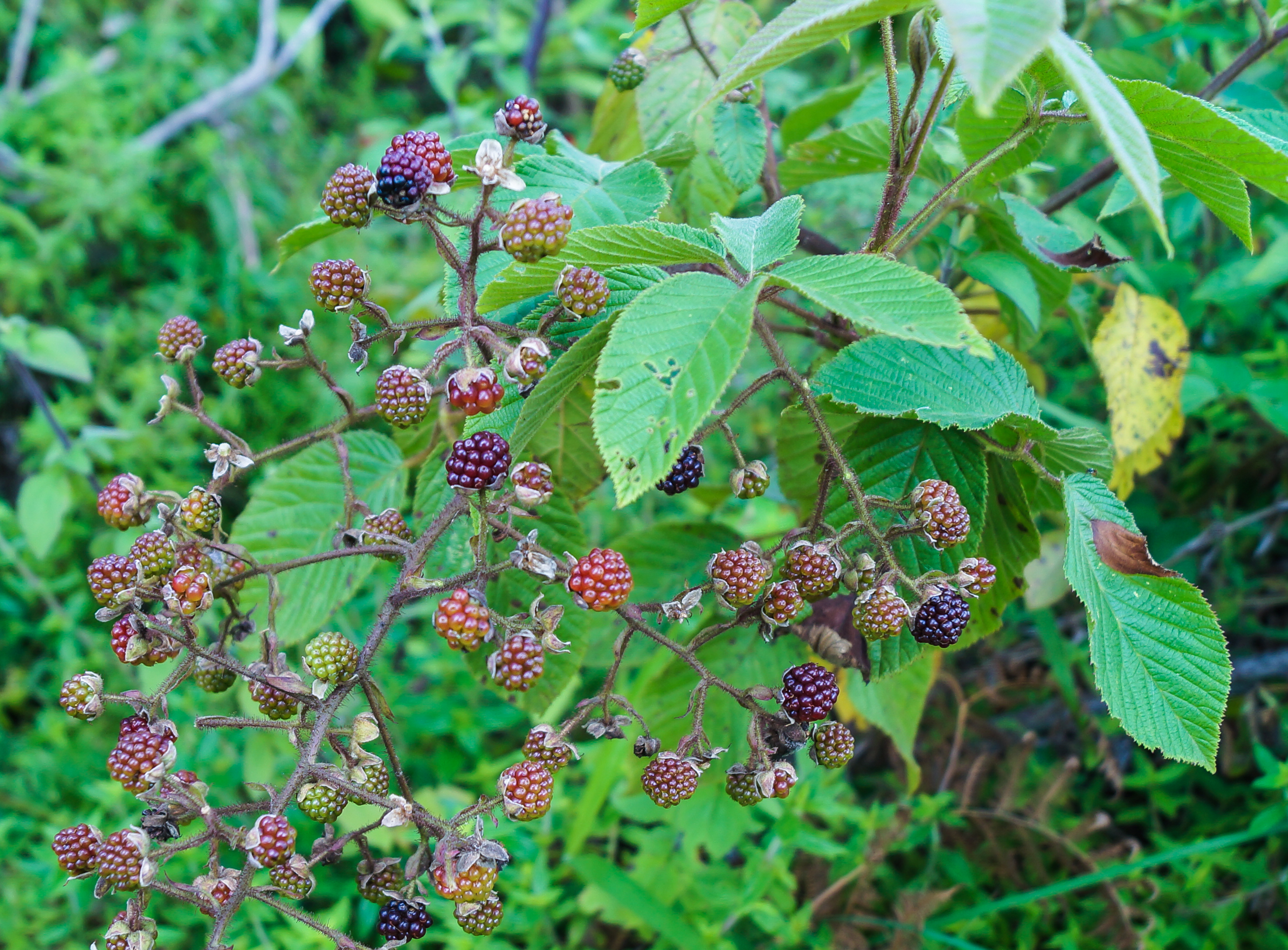 Moras (frutas)