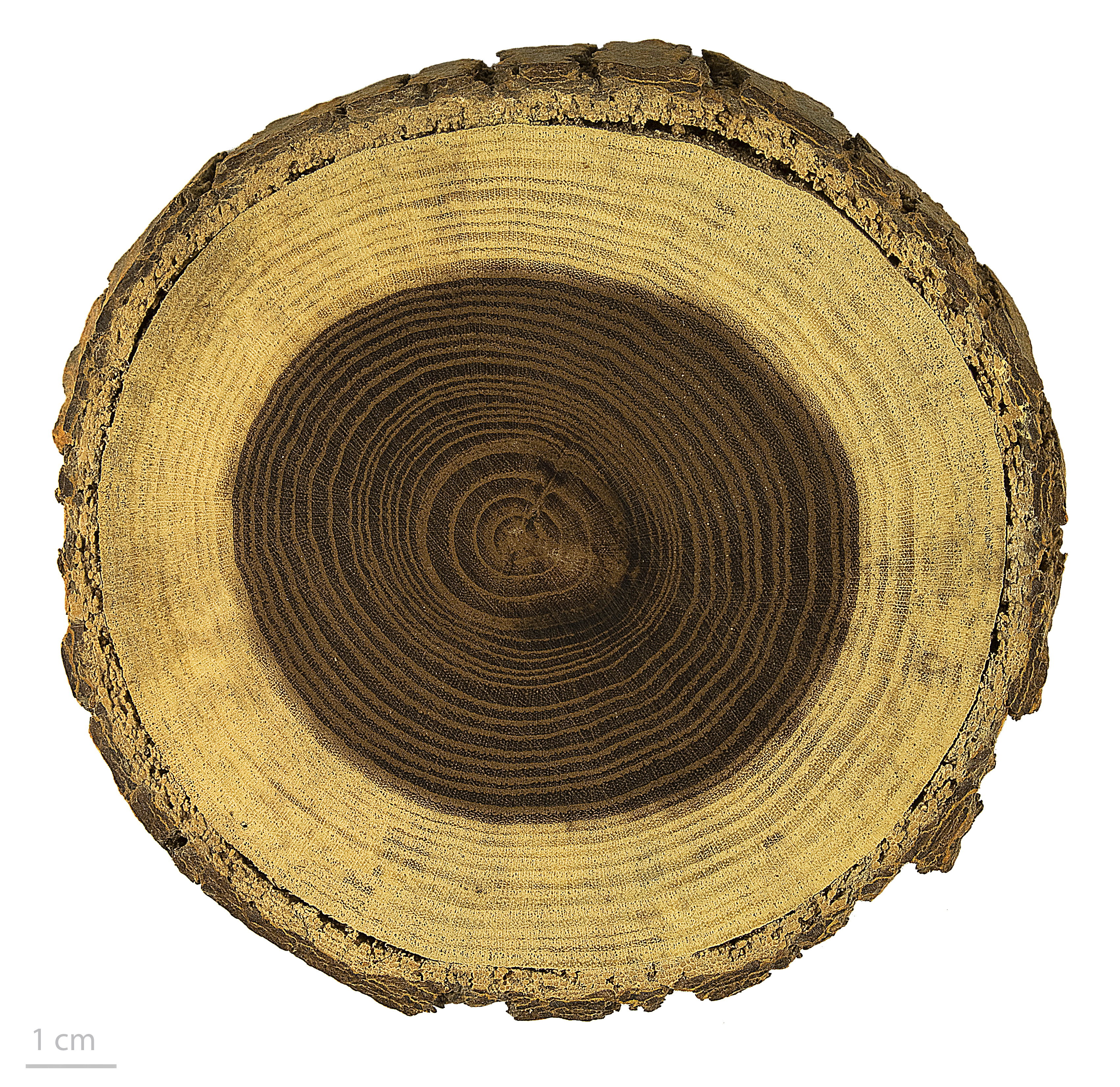 Morus alba MHNT.BOT.2006.0.1270