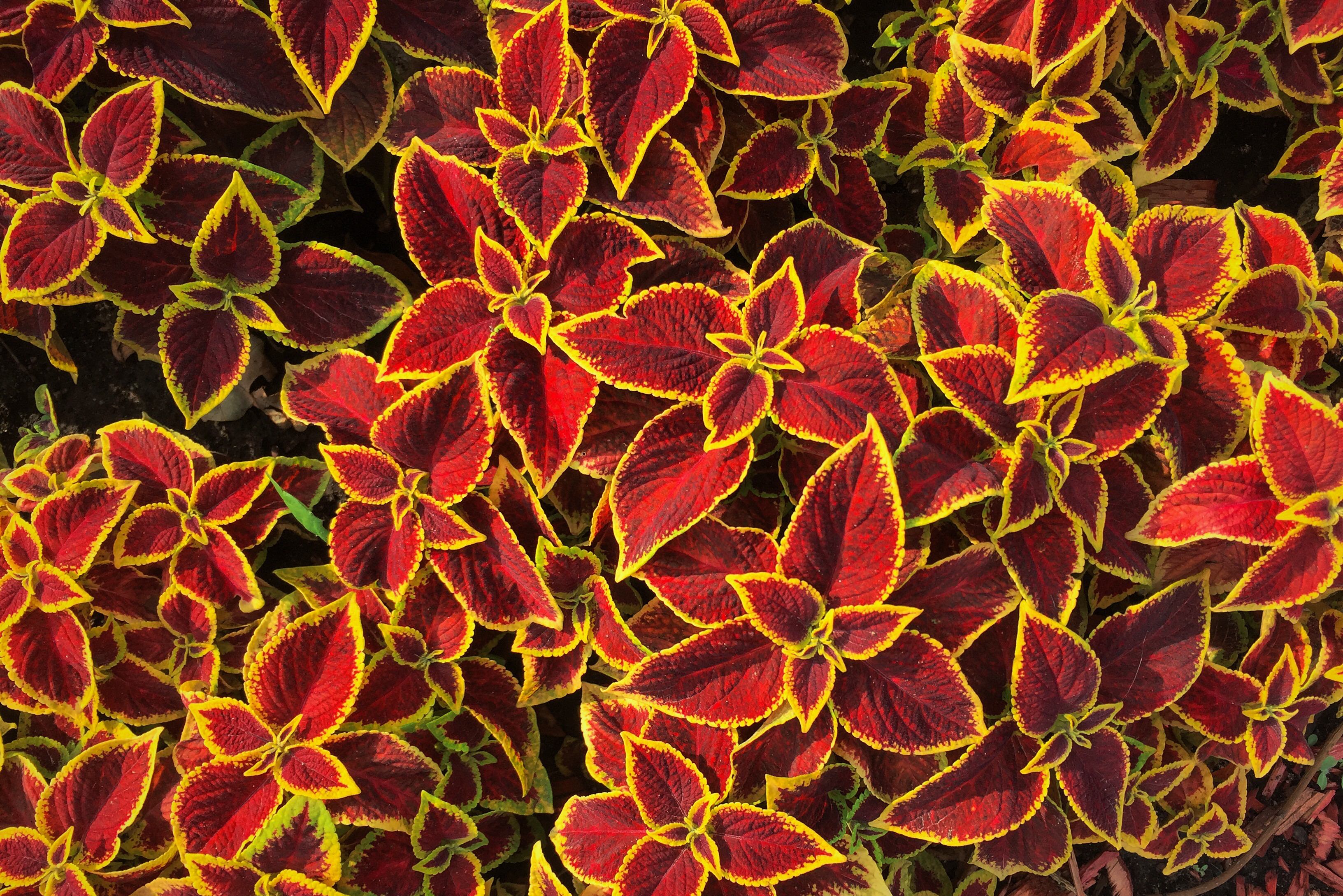 Moscow, flower beds in Kolomenskoe park (31157024990)