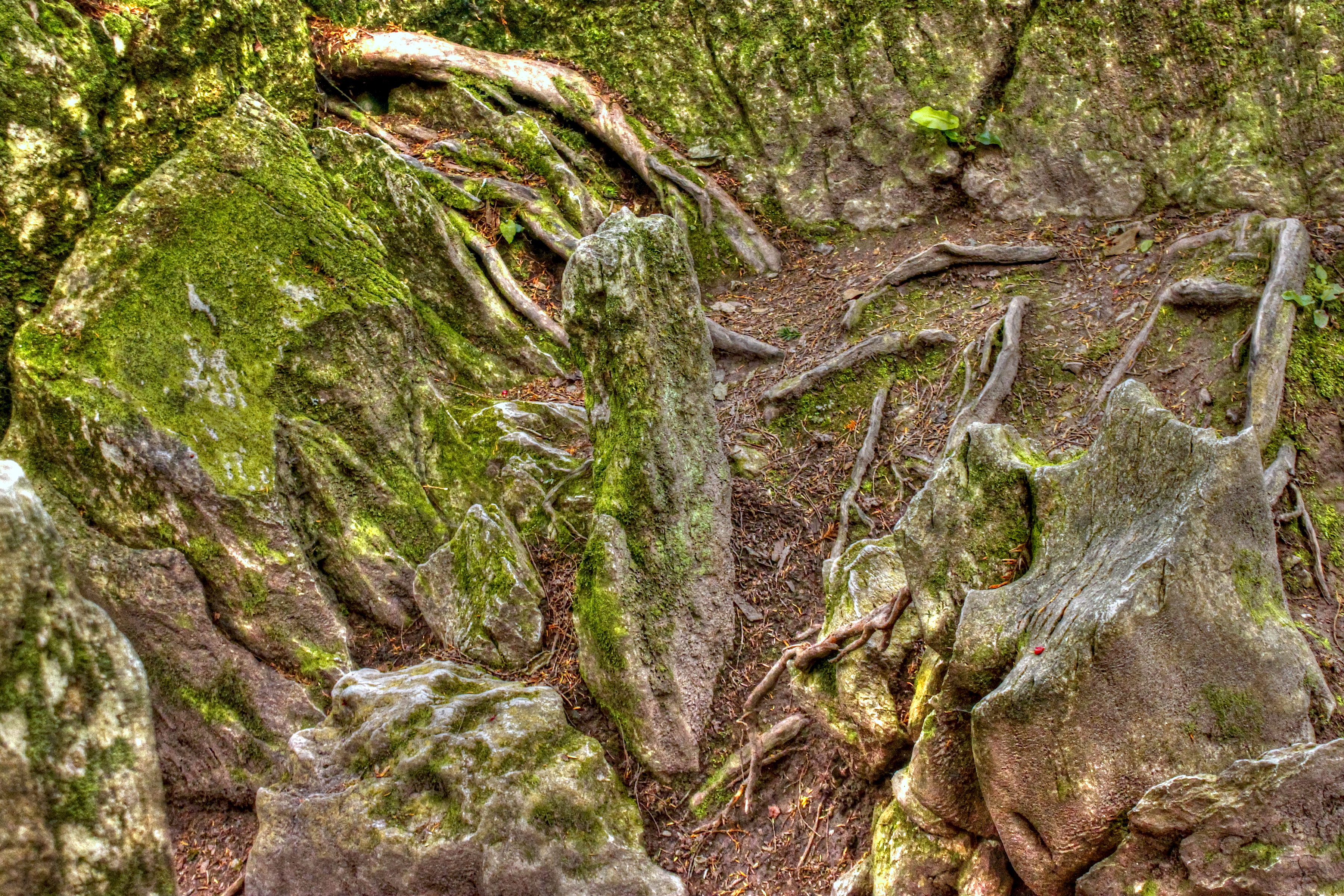Moss and roots (8042522592)