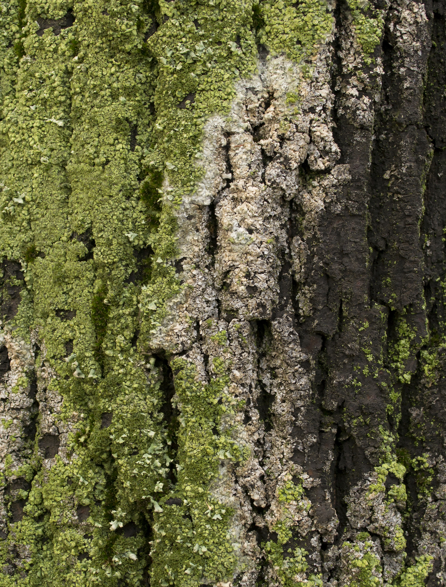 Moss on the trunk