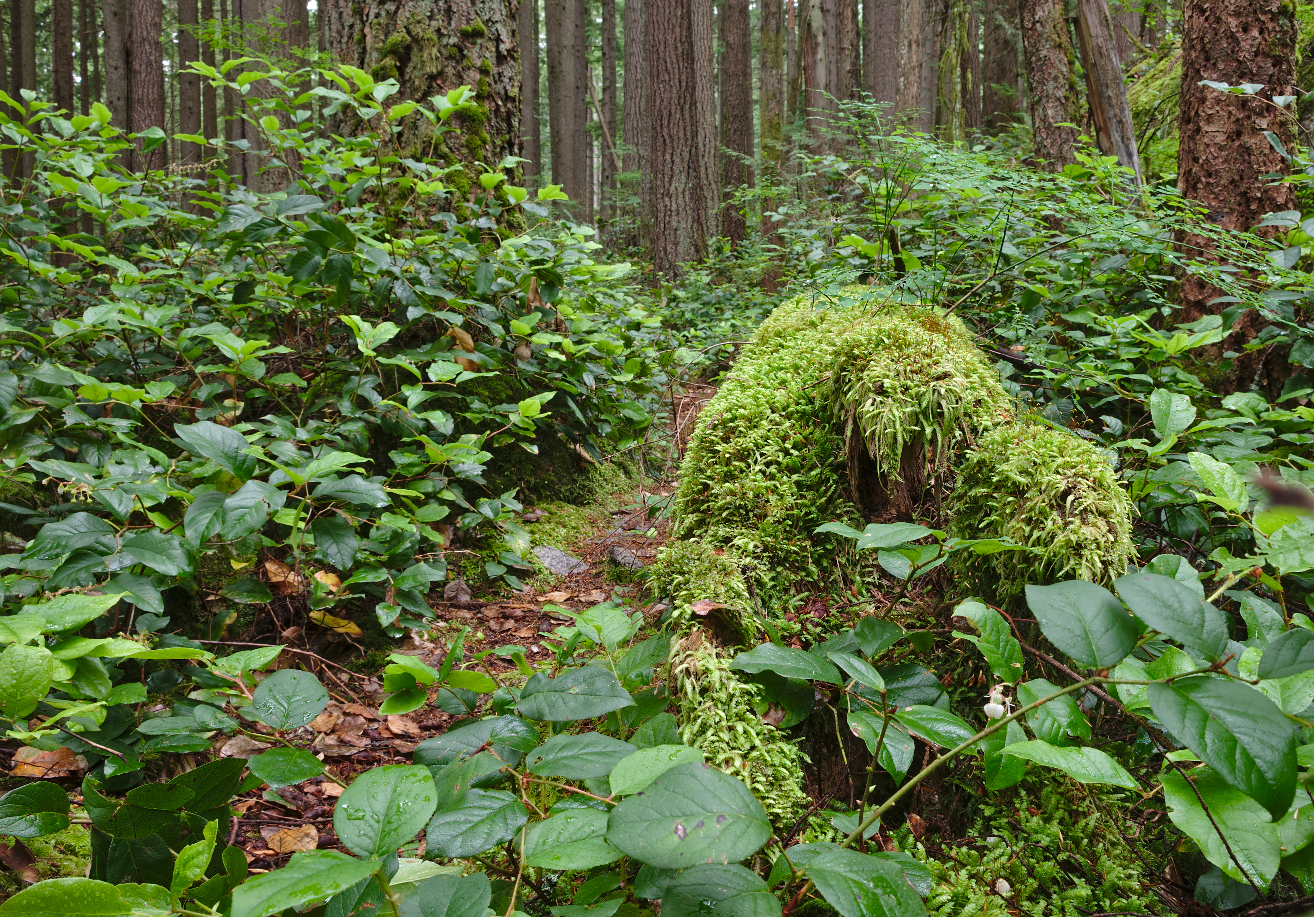 Mount Seymour Provincial Park, BC (DSCF8936)