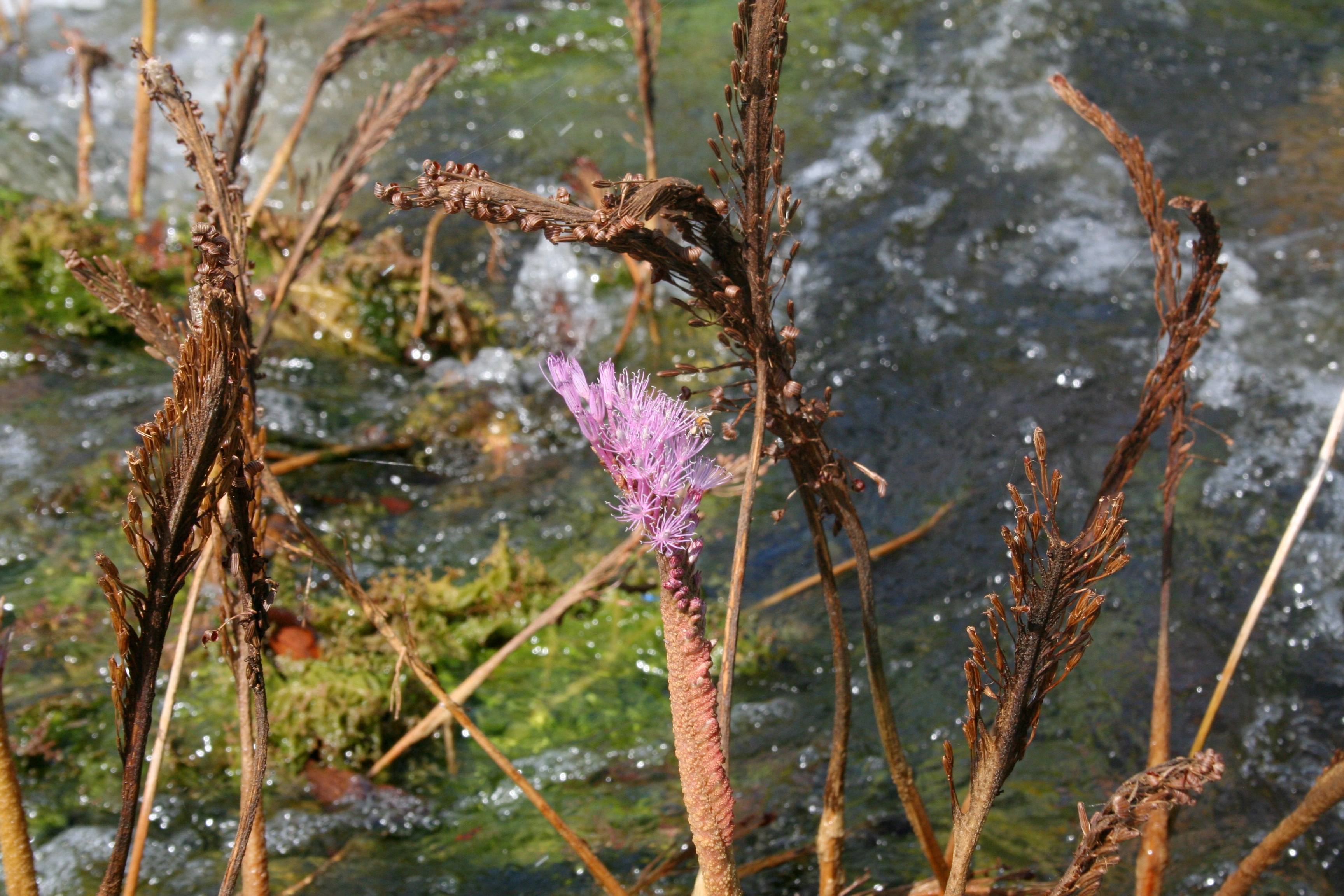 Mourera fluviatilis flowers fruits