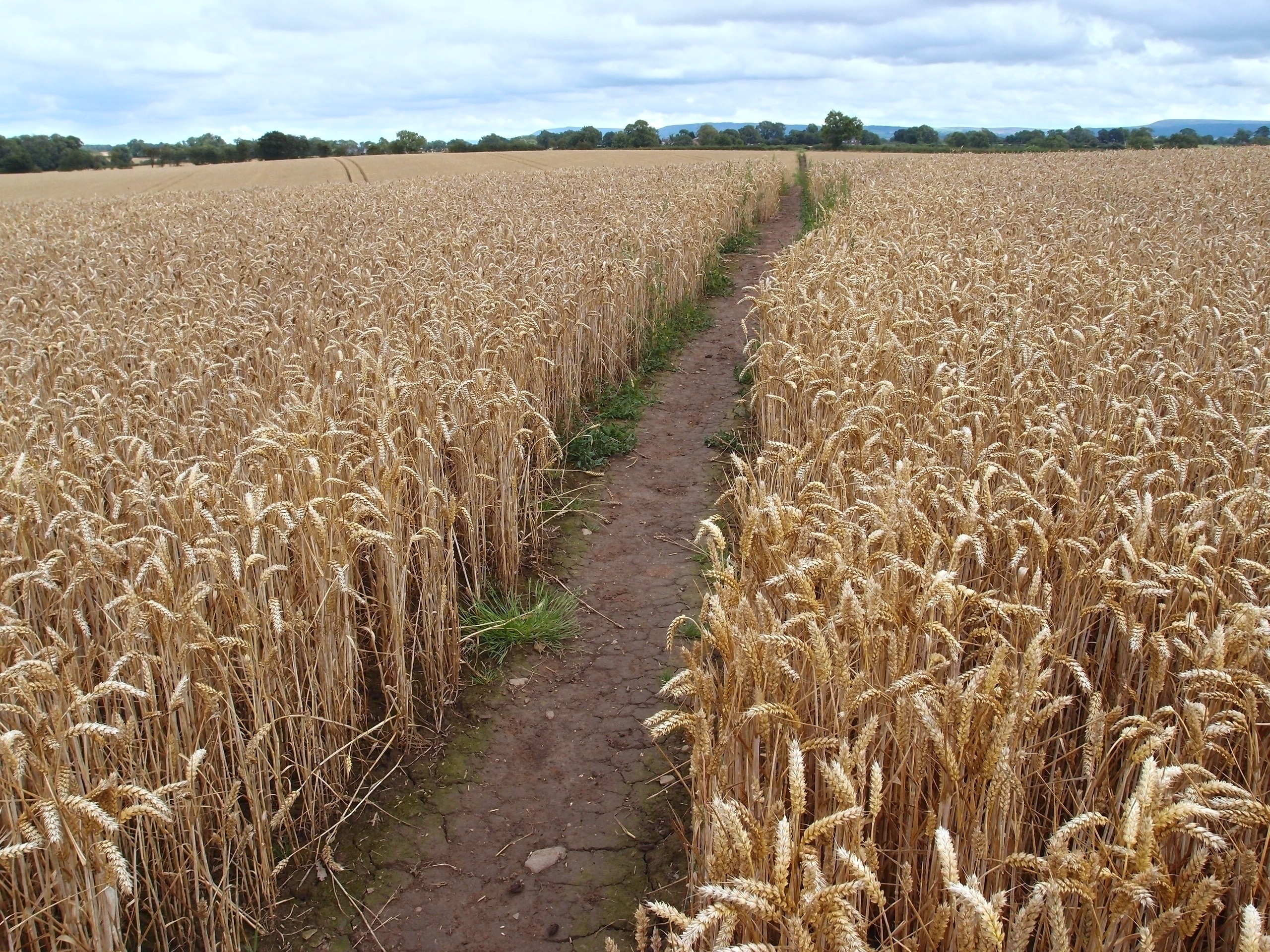 Mowbray footpath field