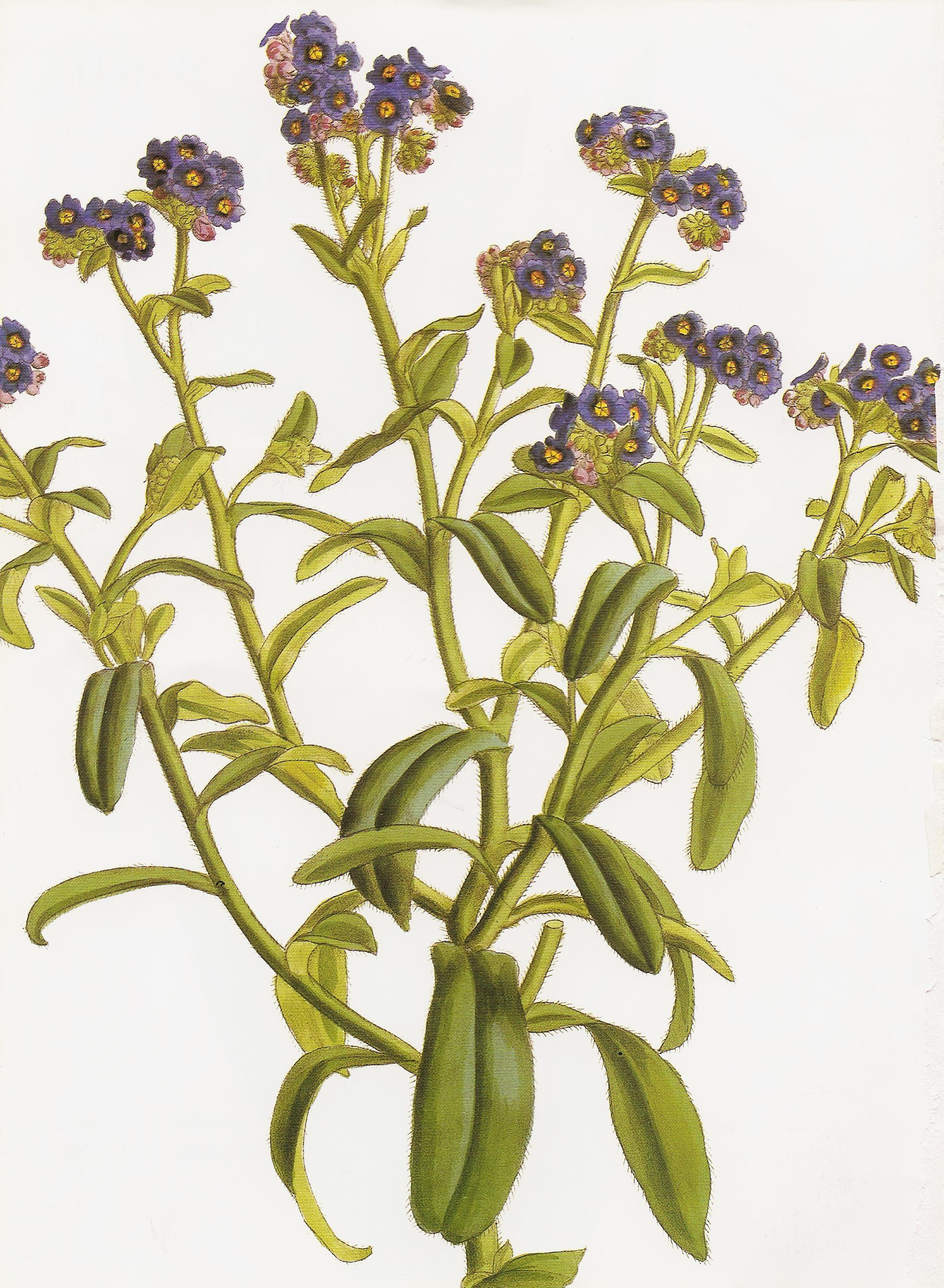 Moyosotis azorica RHS