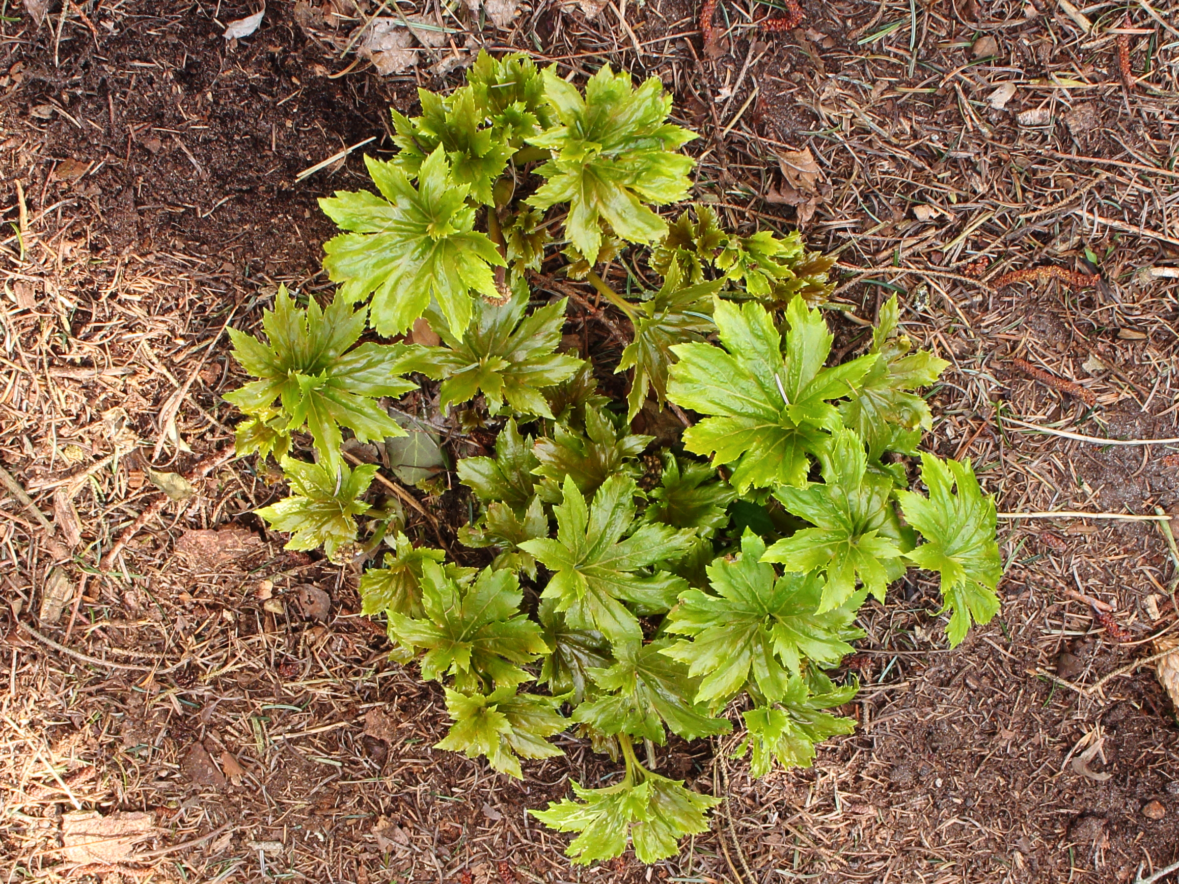 Mukdenia Rossii