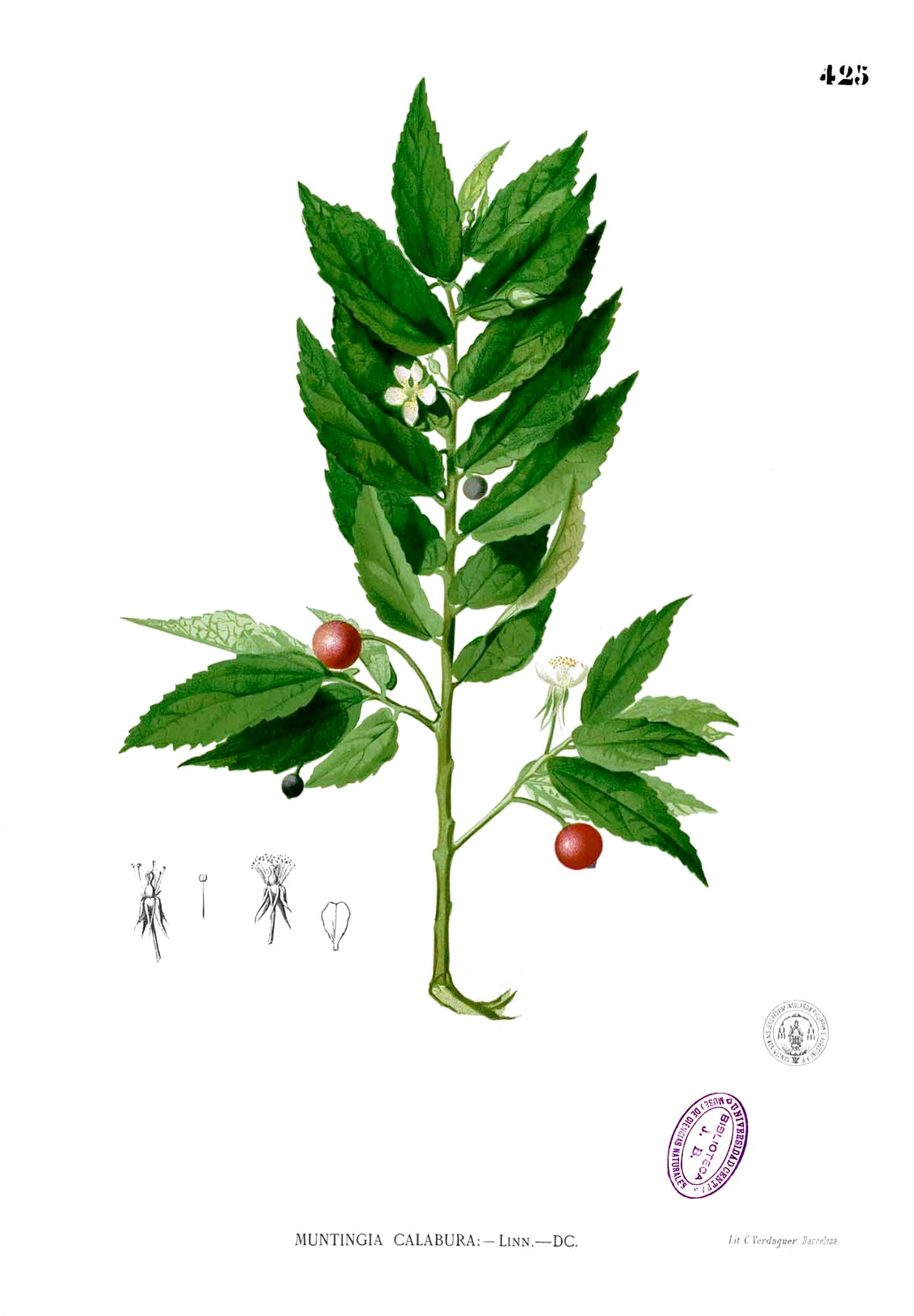 Muntingia calabura Blanco2.425