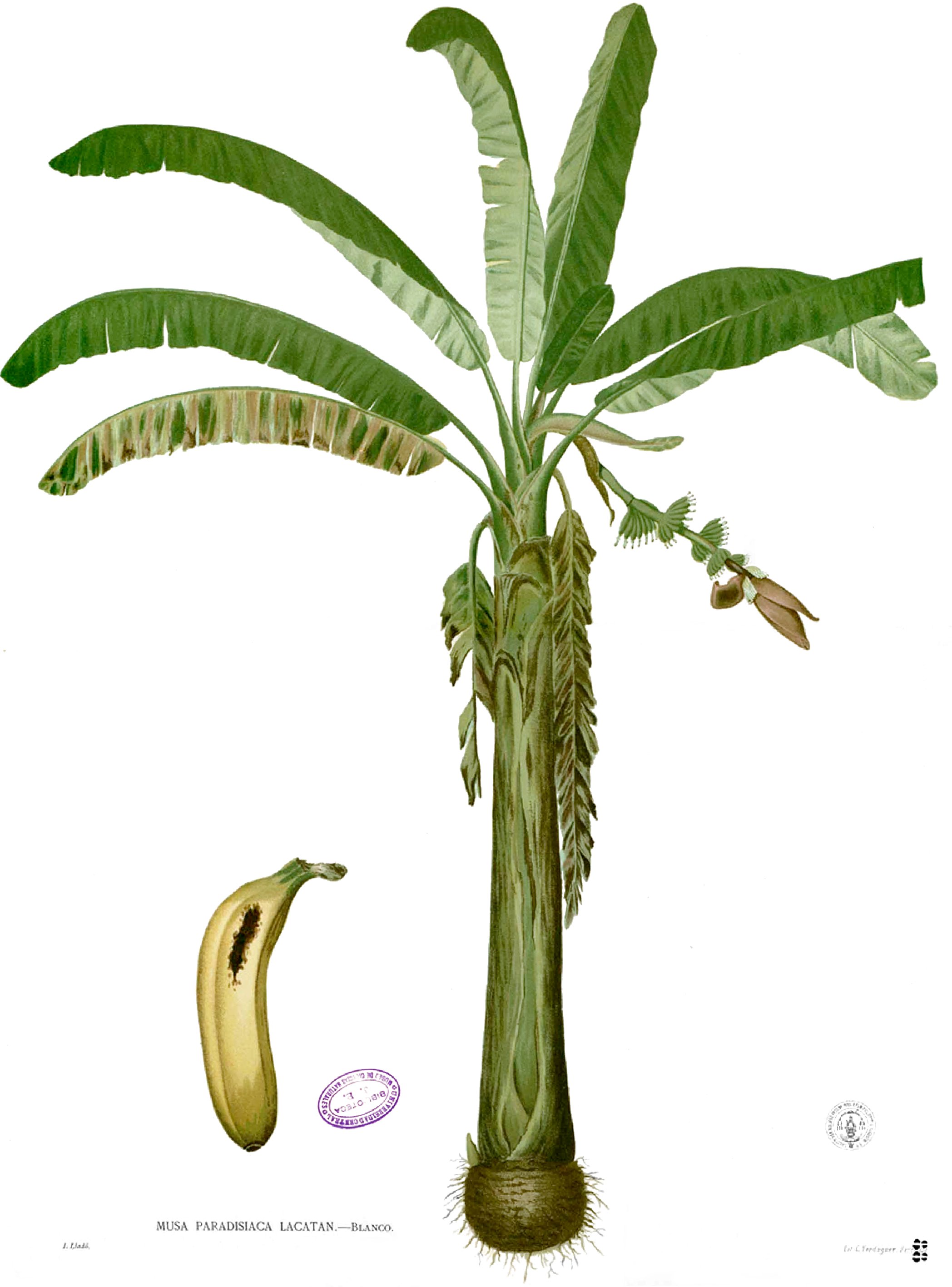 Musa paradisiaca Blanco1.88