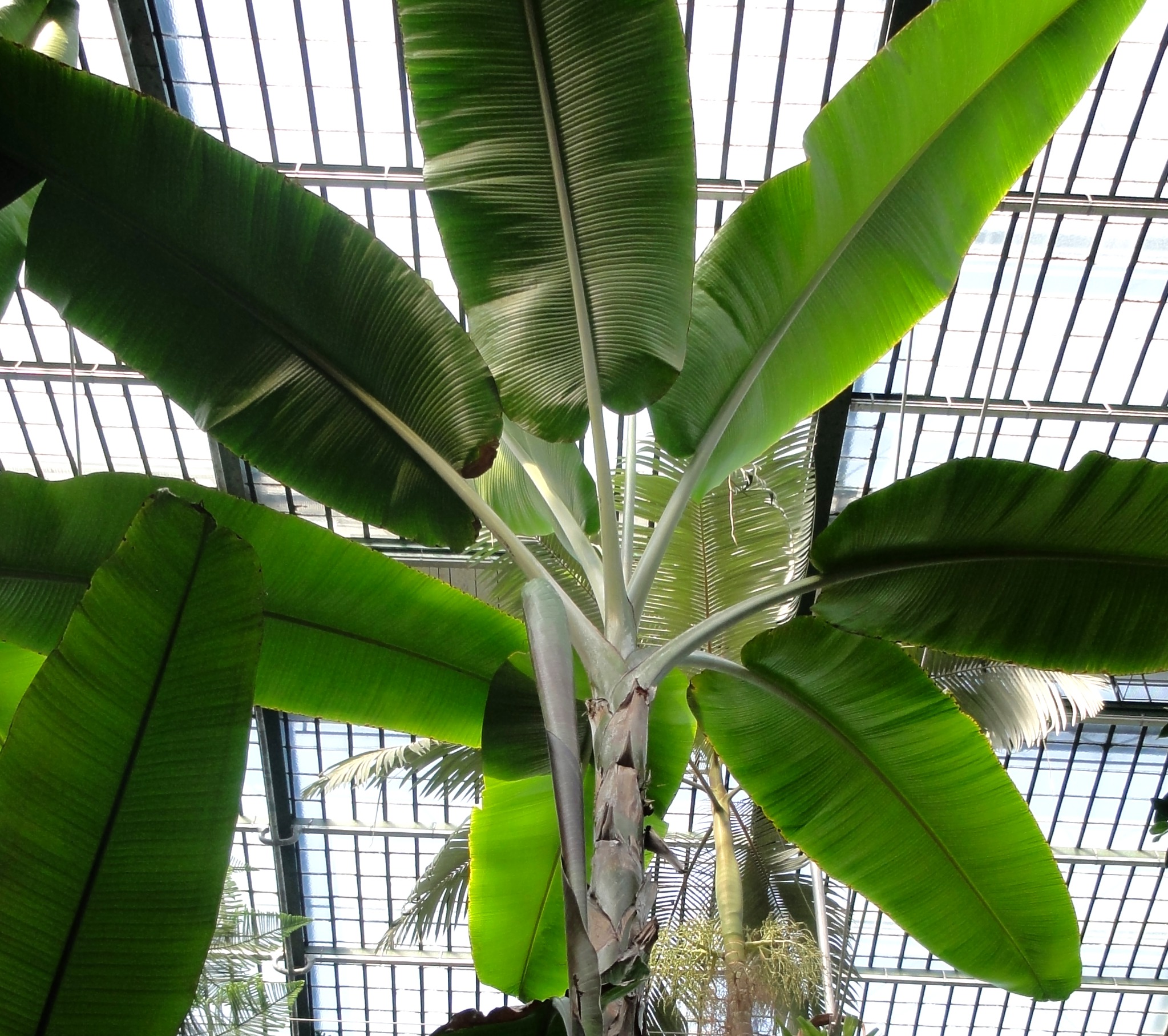 Musa paradisiaca susp.seminifera 1