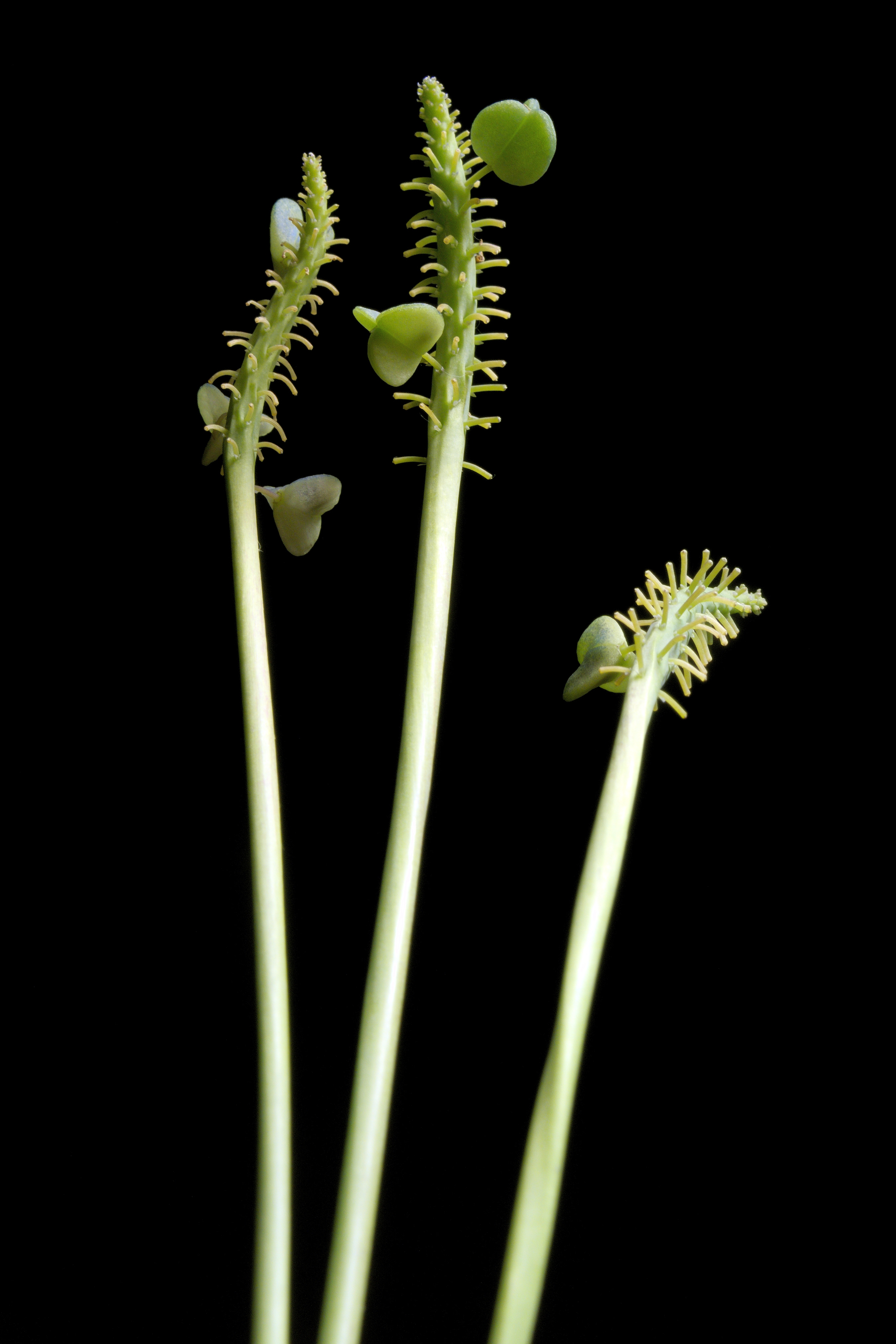 Muscari armeniacum20170624 8090fruits