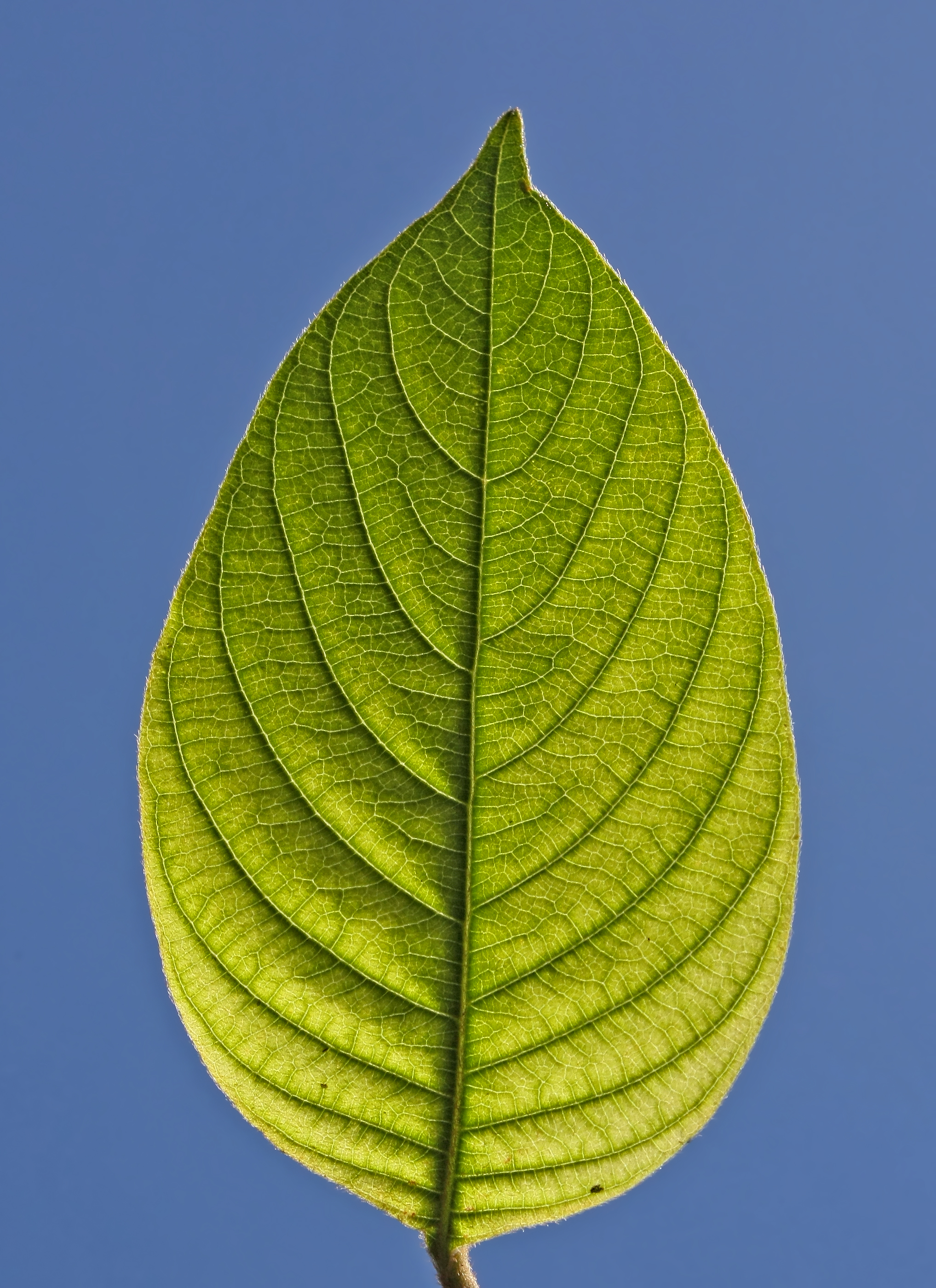 Mussaenda philippica leaf
