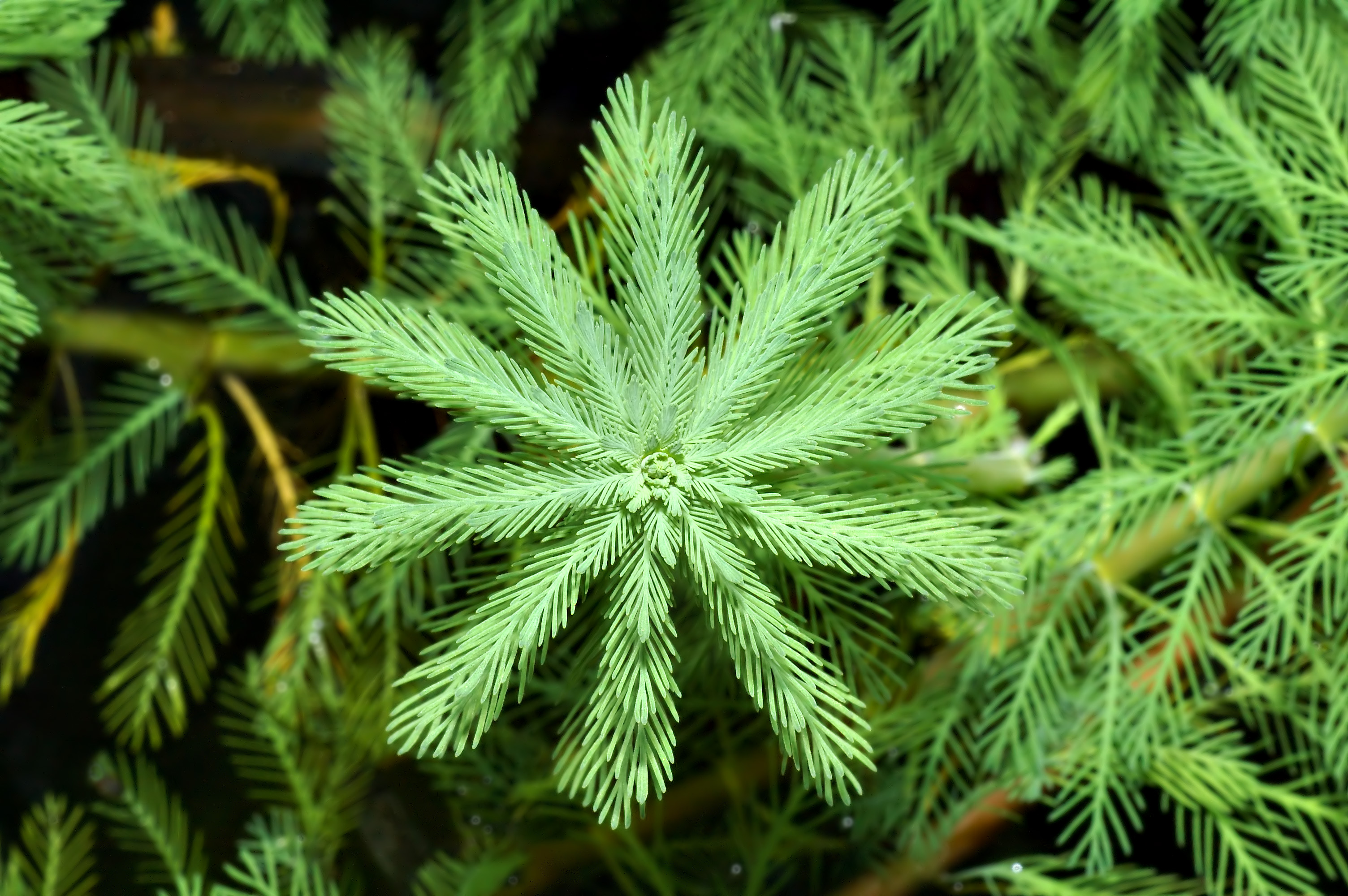 Myriophyllum aquaticum - top (aka)