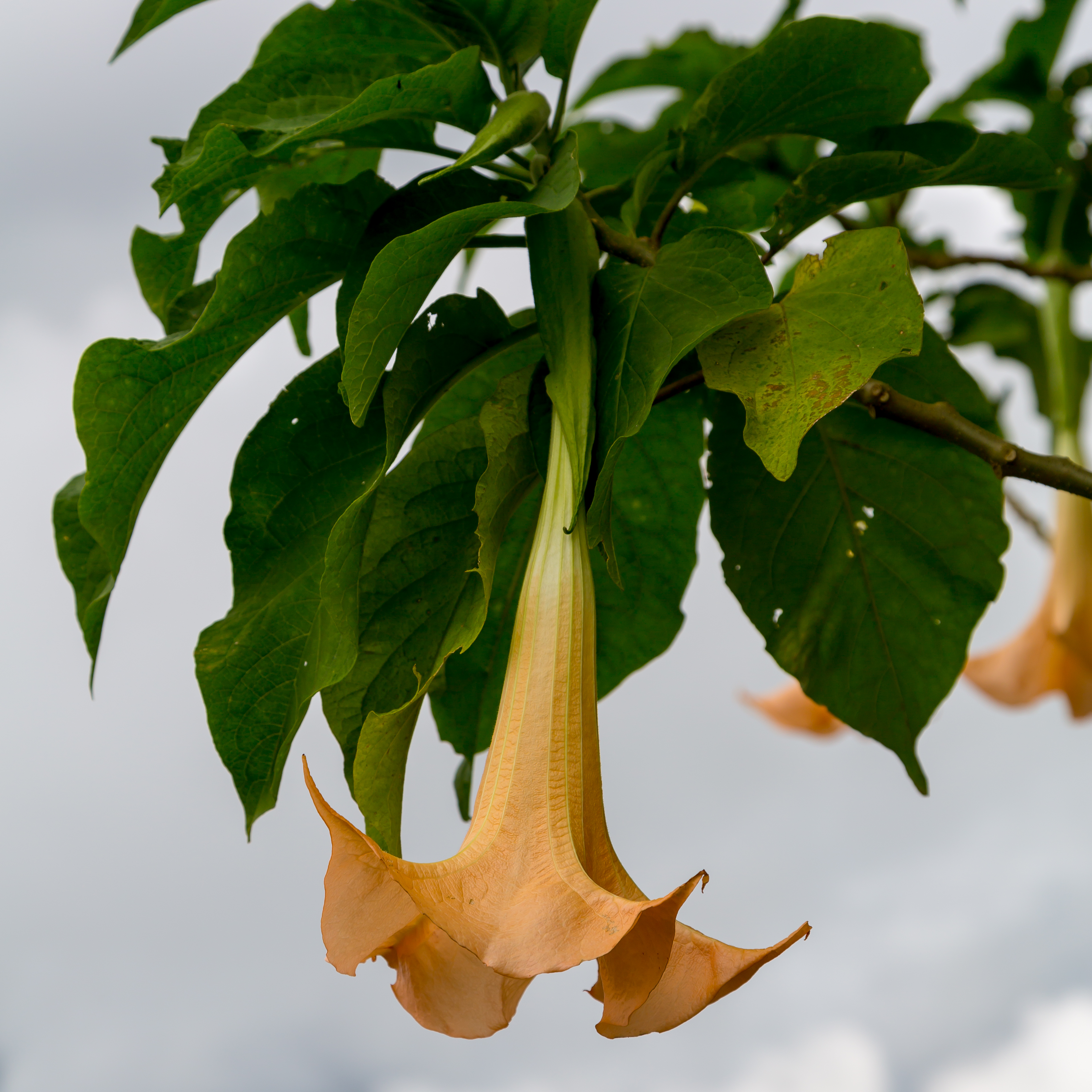 Nabalu Sabah Brugmansia-01