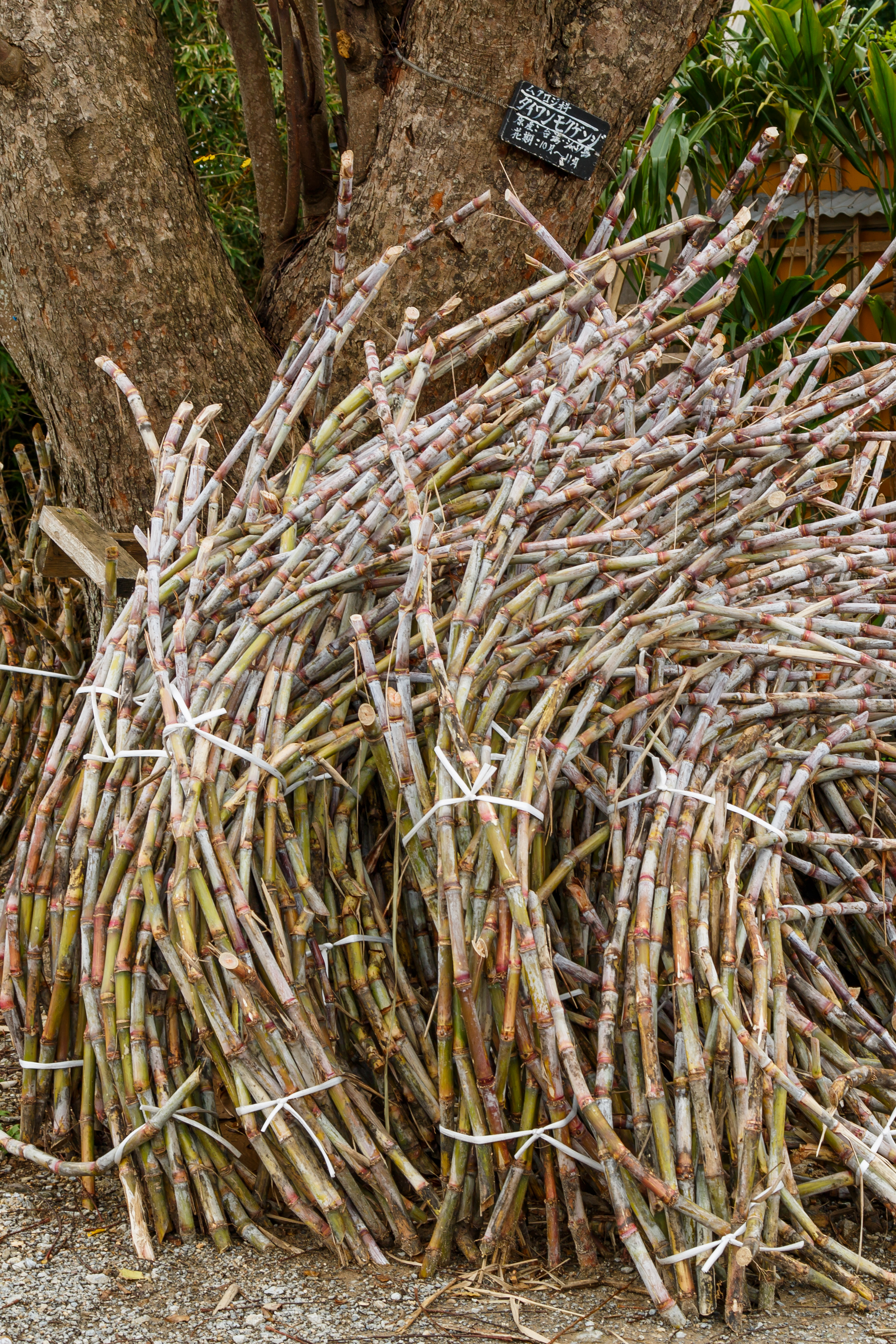 Nakijin Okinawa Japan Sugar-cane-02