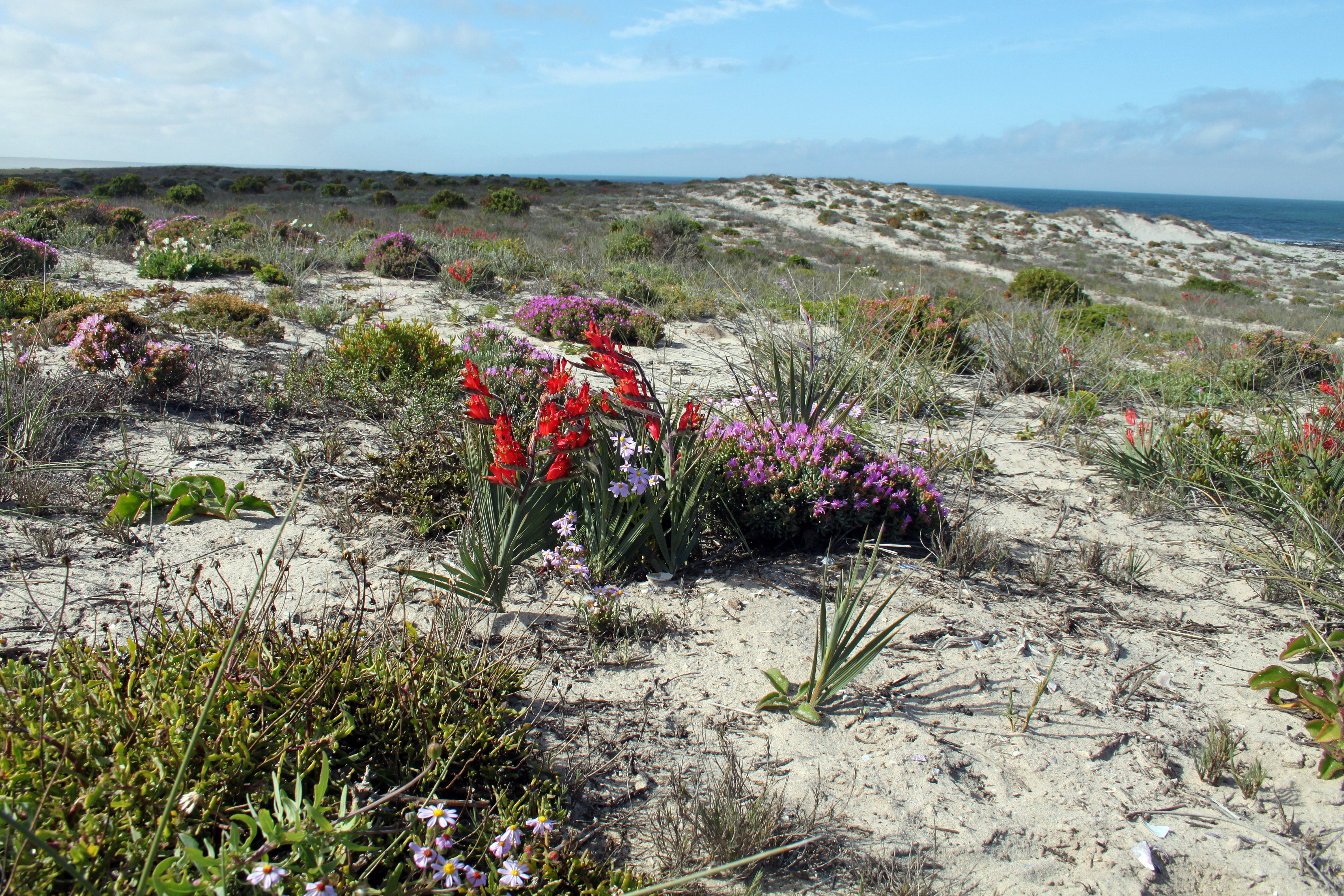 Namaqualand, Northern Cape, South Africa (10466881966)