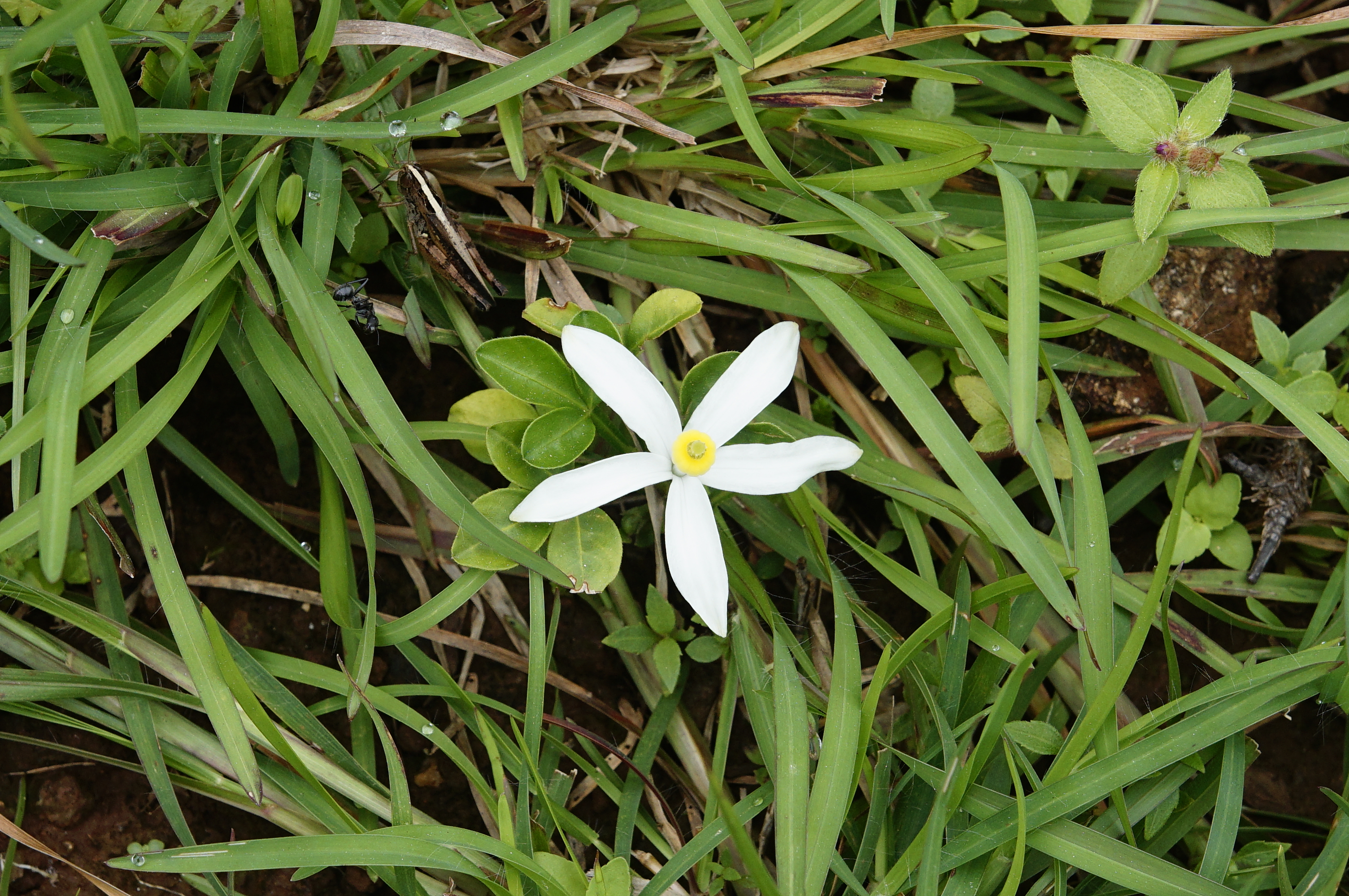 Naregamia alata 8947
