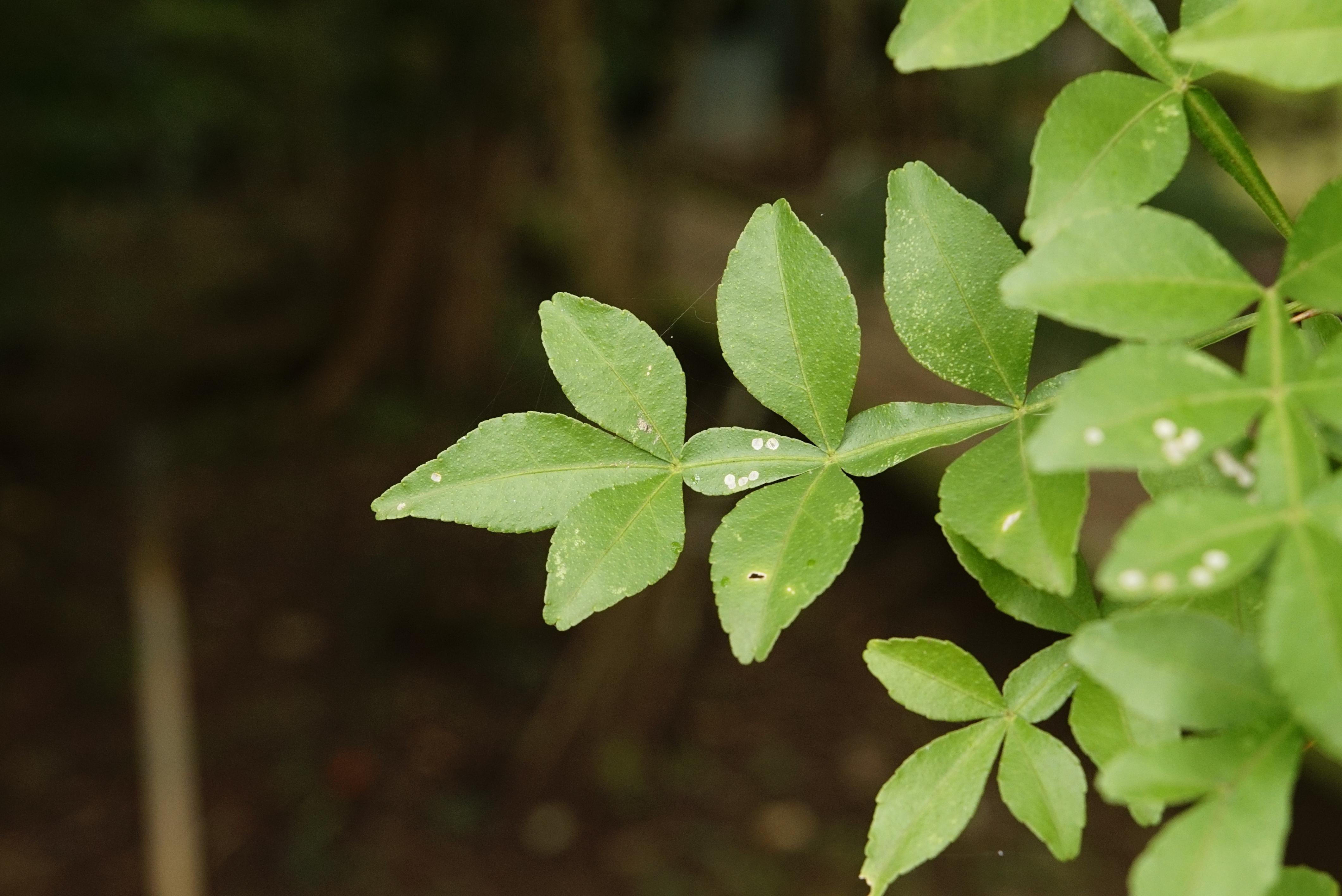 Naringi crenulata3634