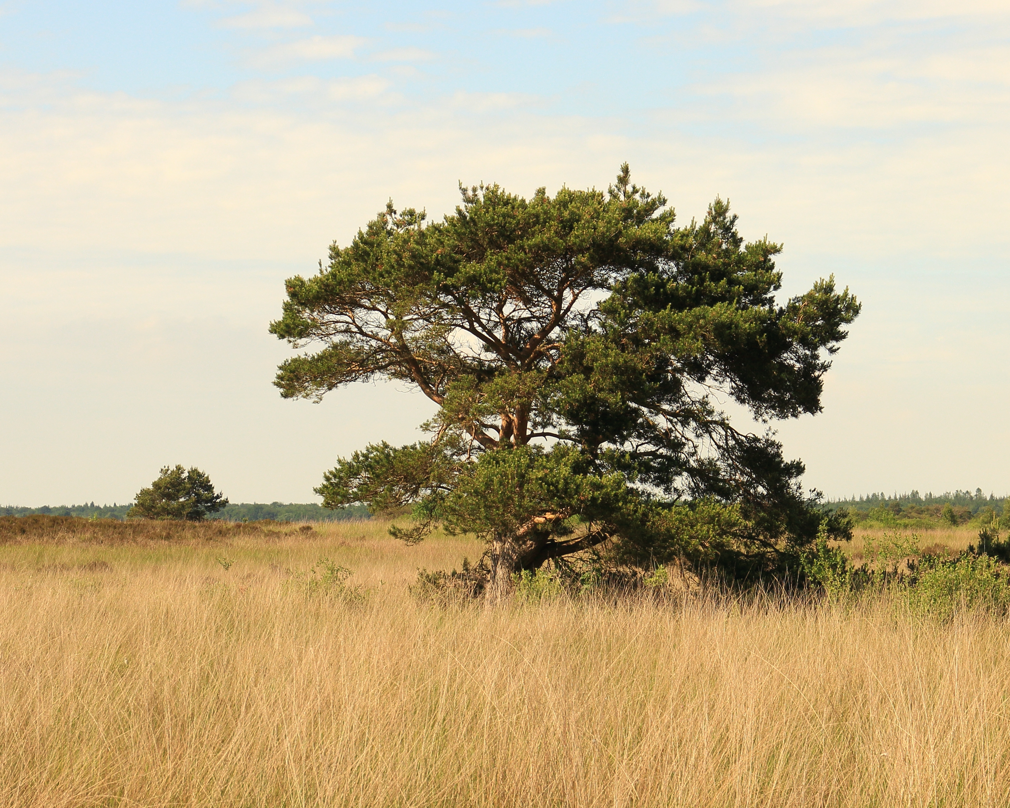 Nationaal Park Drents-Friese Wold. Locatie Fochteloërveen 14