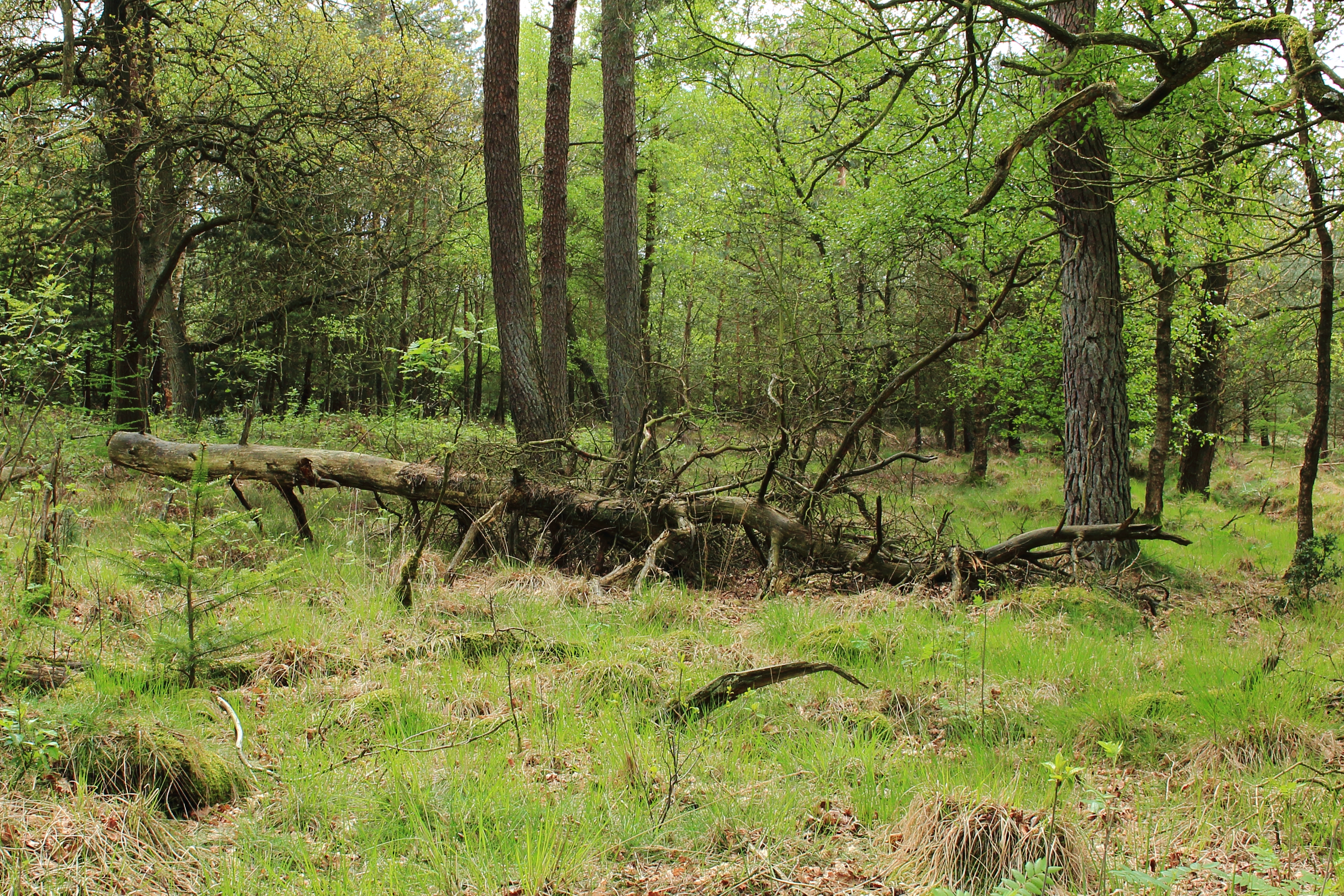 Nationaal Park Drents-Friese Wold 03