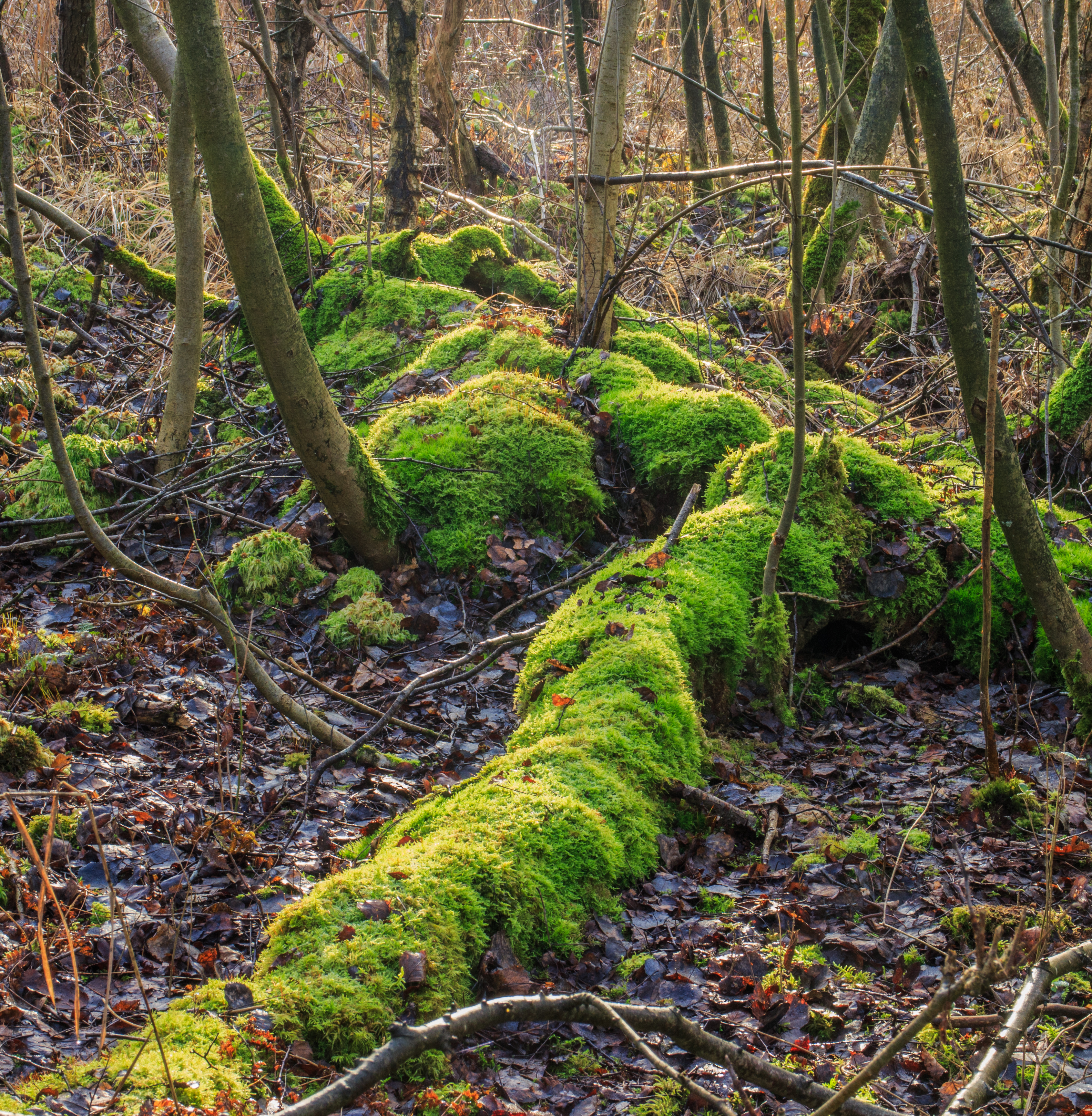 Nationaal Park Weerribben-Wieden. Bemoste boomstronken