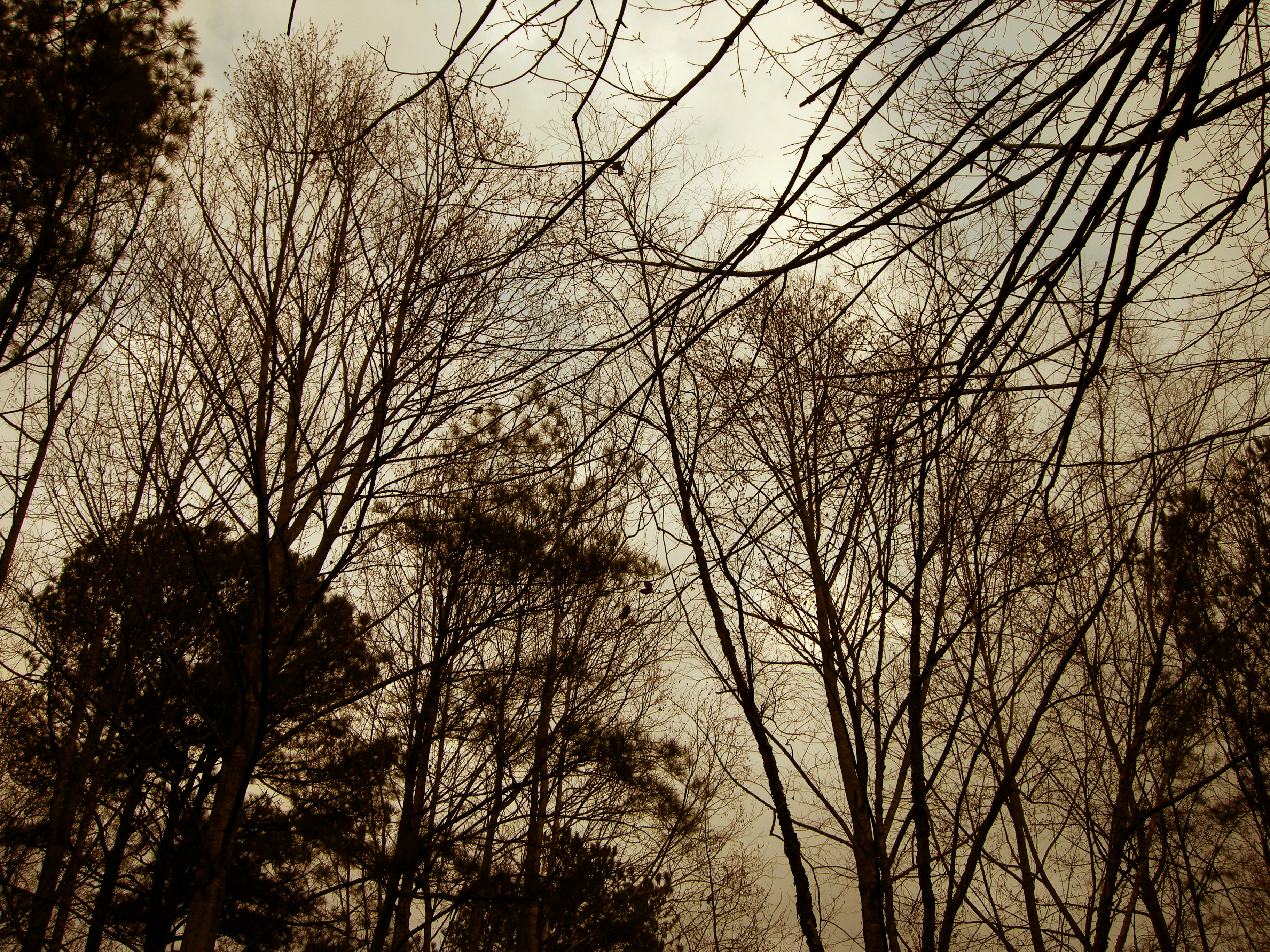 Nature 335007081