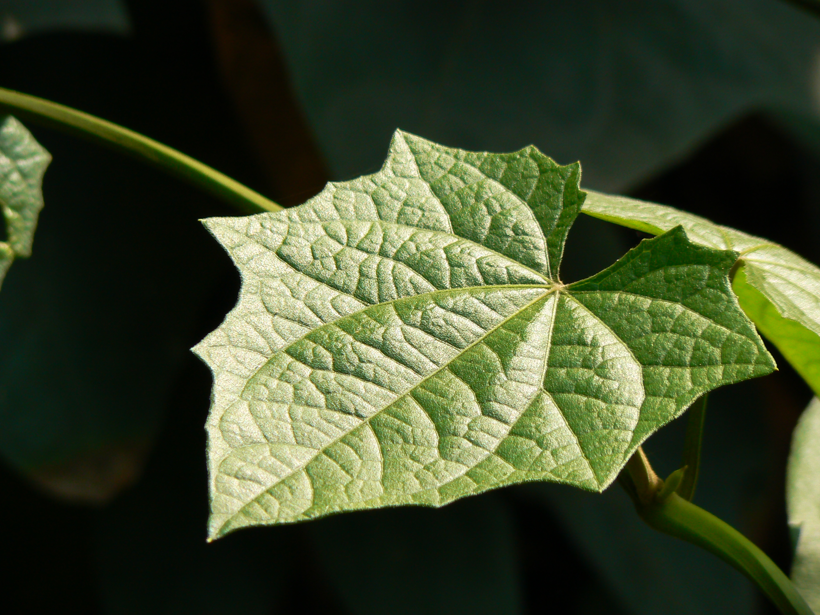 Nature's art (533011398)