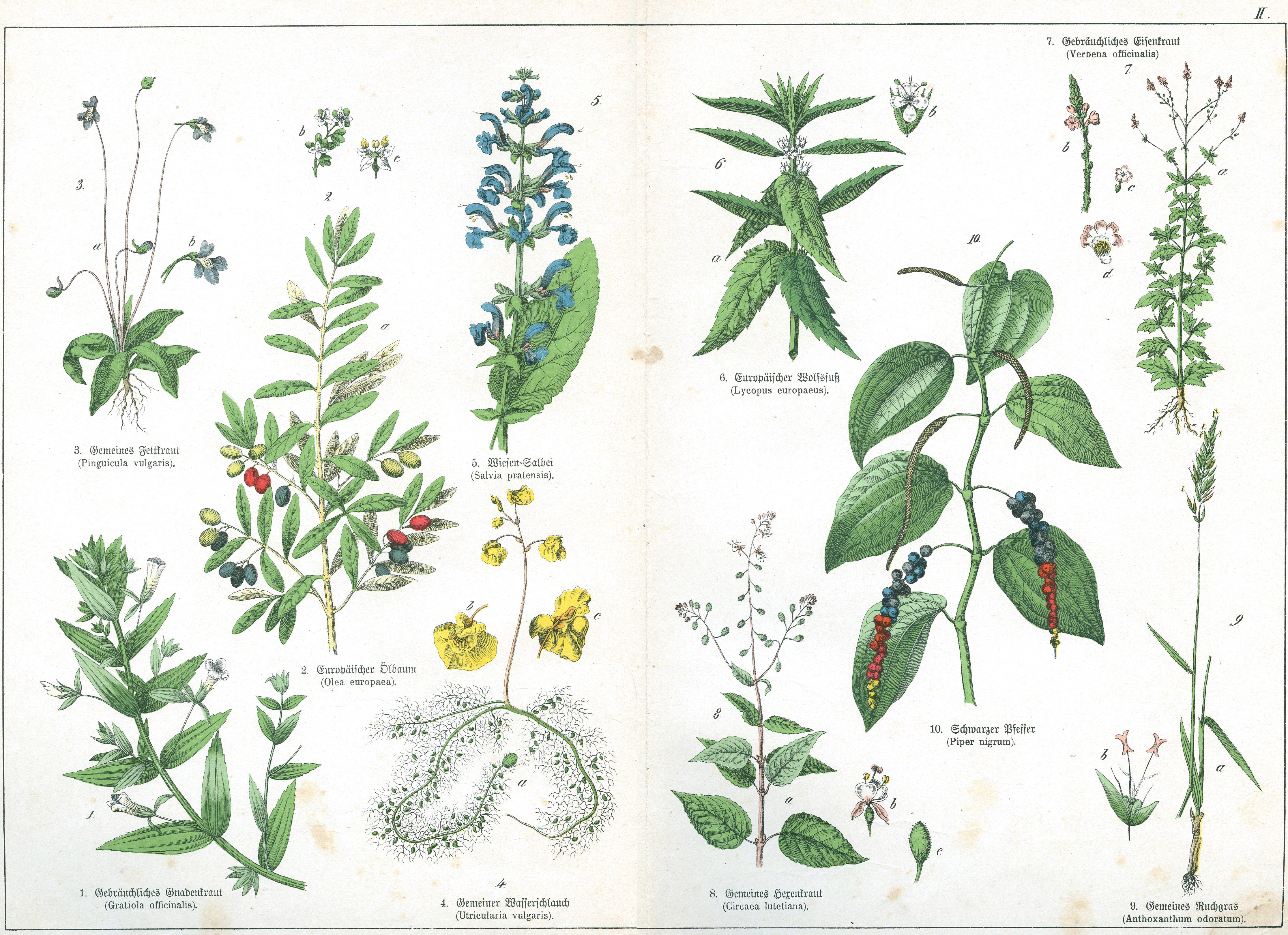 Naturgeschichte des Pflanzenreich Tafel II