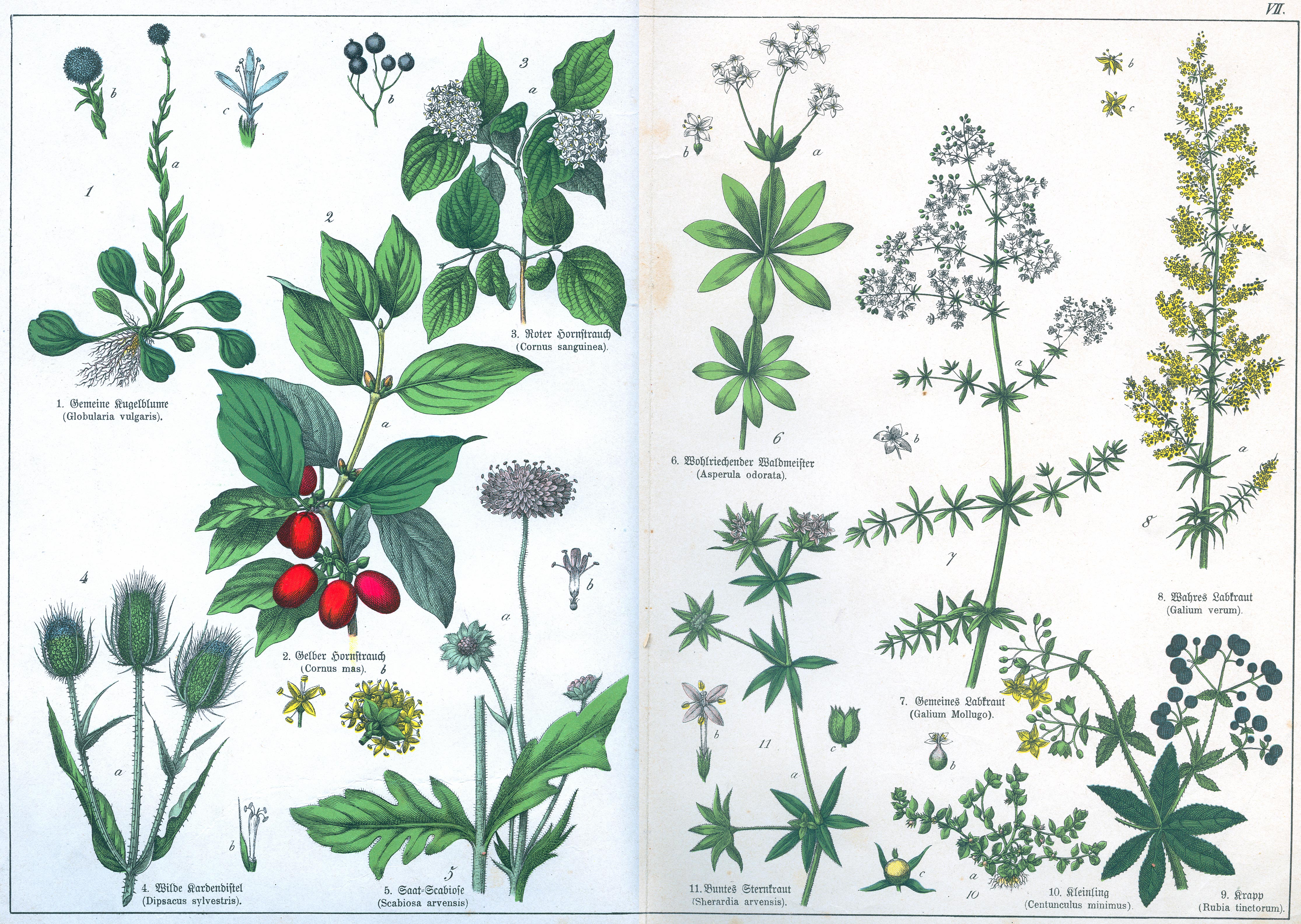 Naturgeschichte des Pflanzenreich Tafel VII