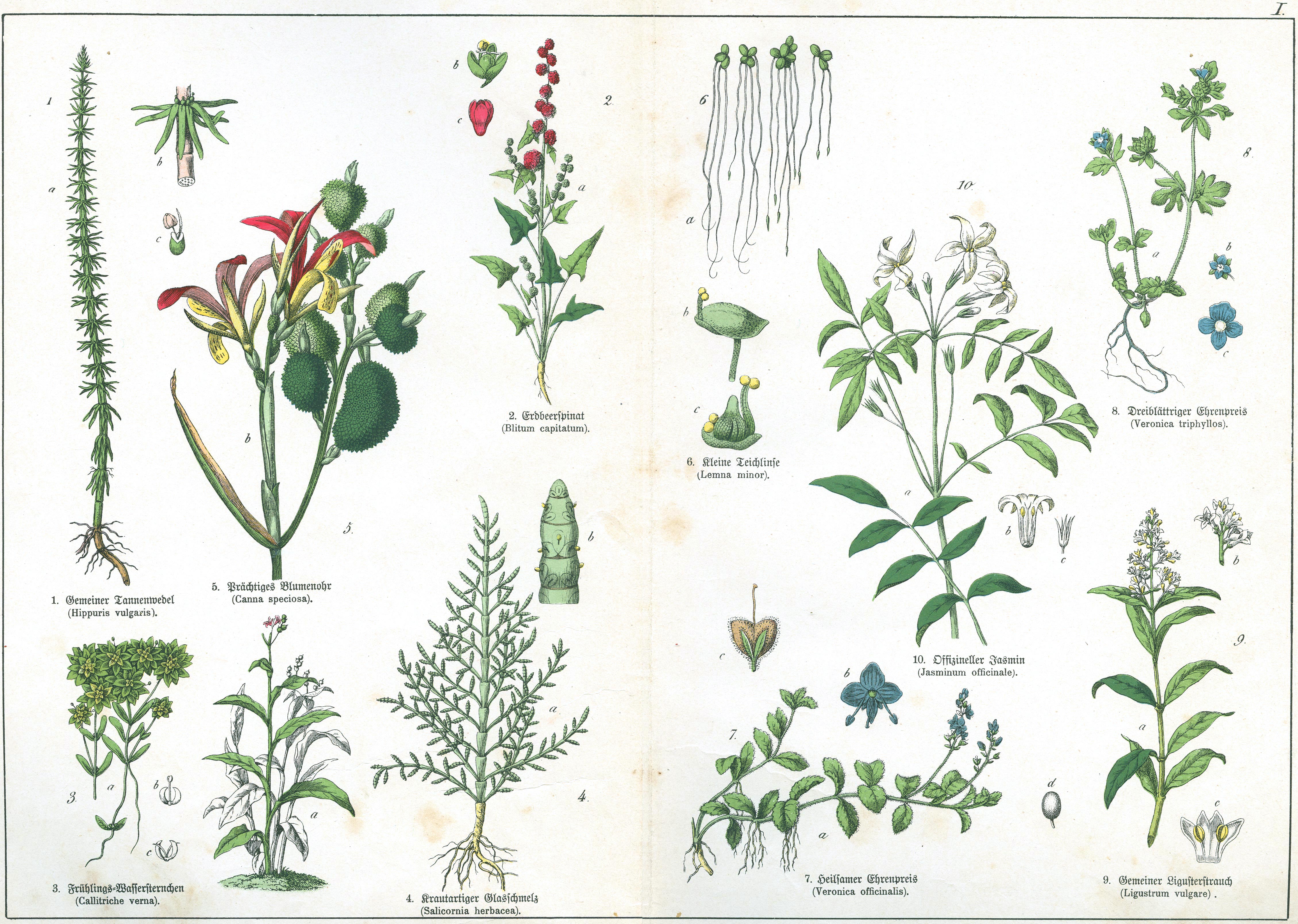 Naturgeschichte des Pflanzenreichs Tafel I