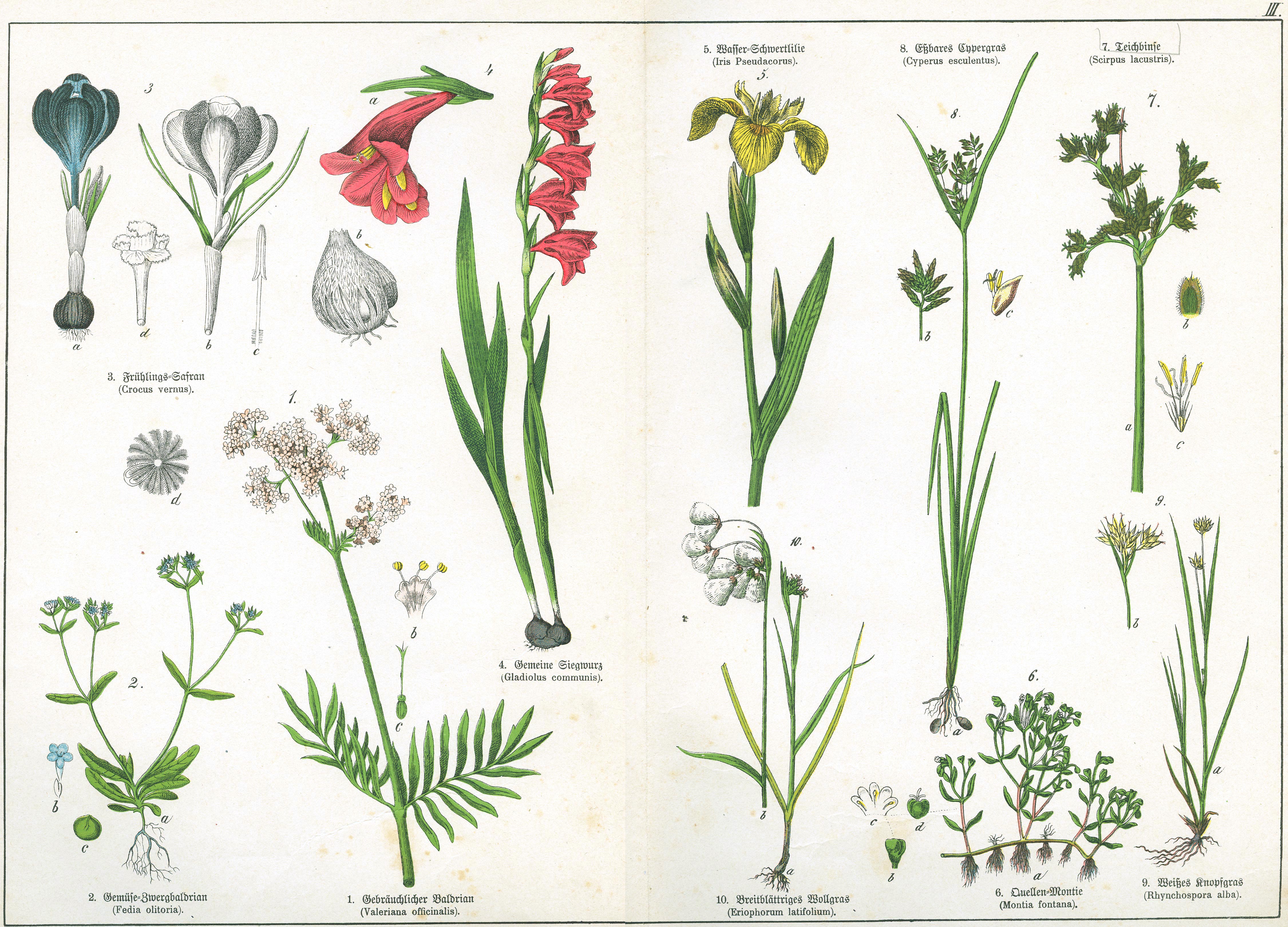 Naturgeschichte des Pflanzenreichs Tafel III