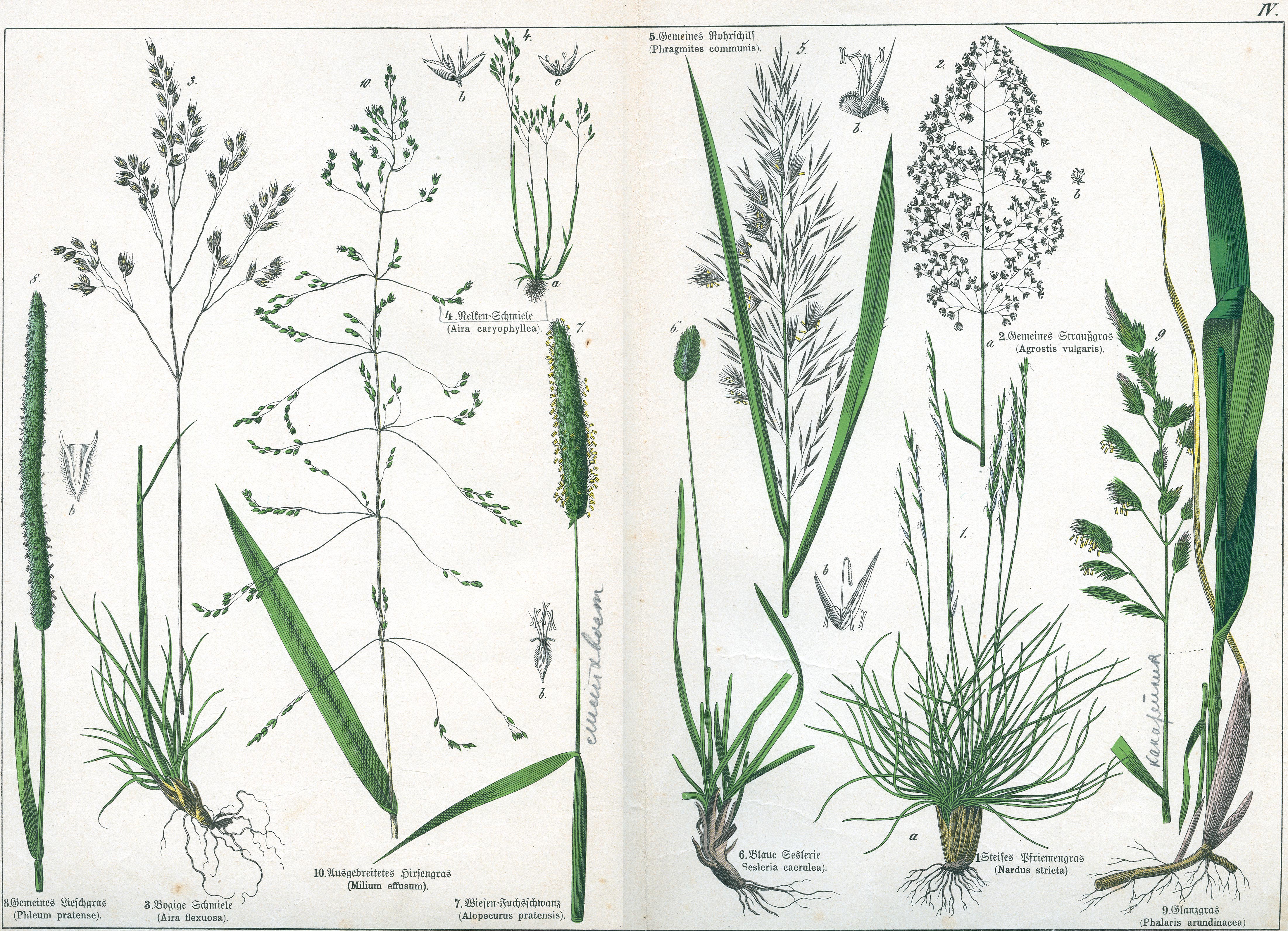 Naturgeschichte des Pflanzenreichs Tafel IV
