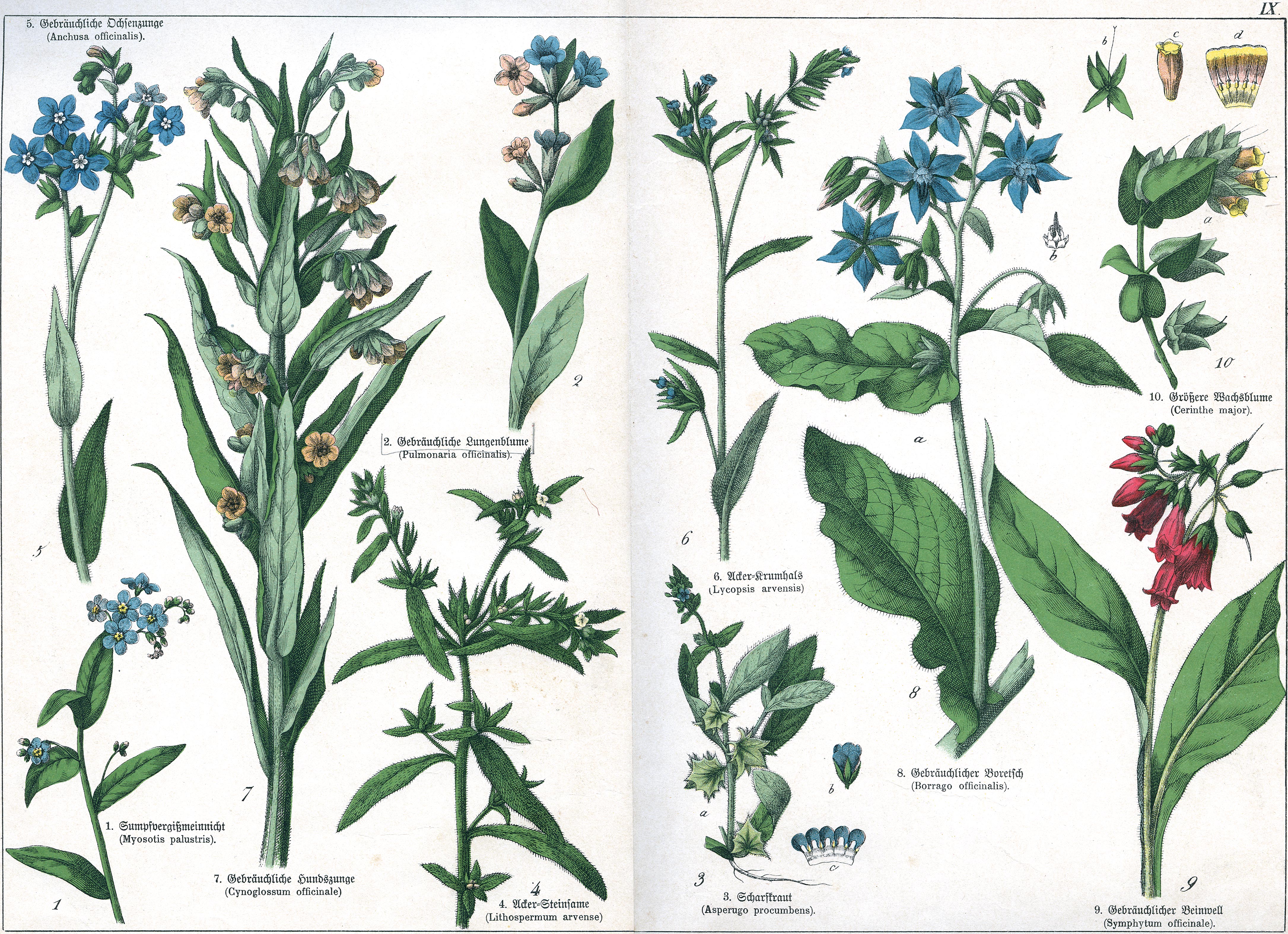 Naturgeschichte des Pflanzenreichs Tafel IX