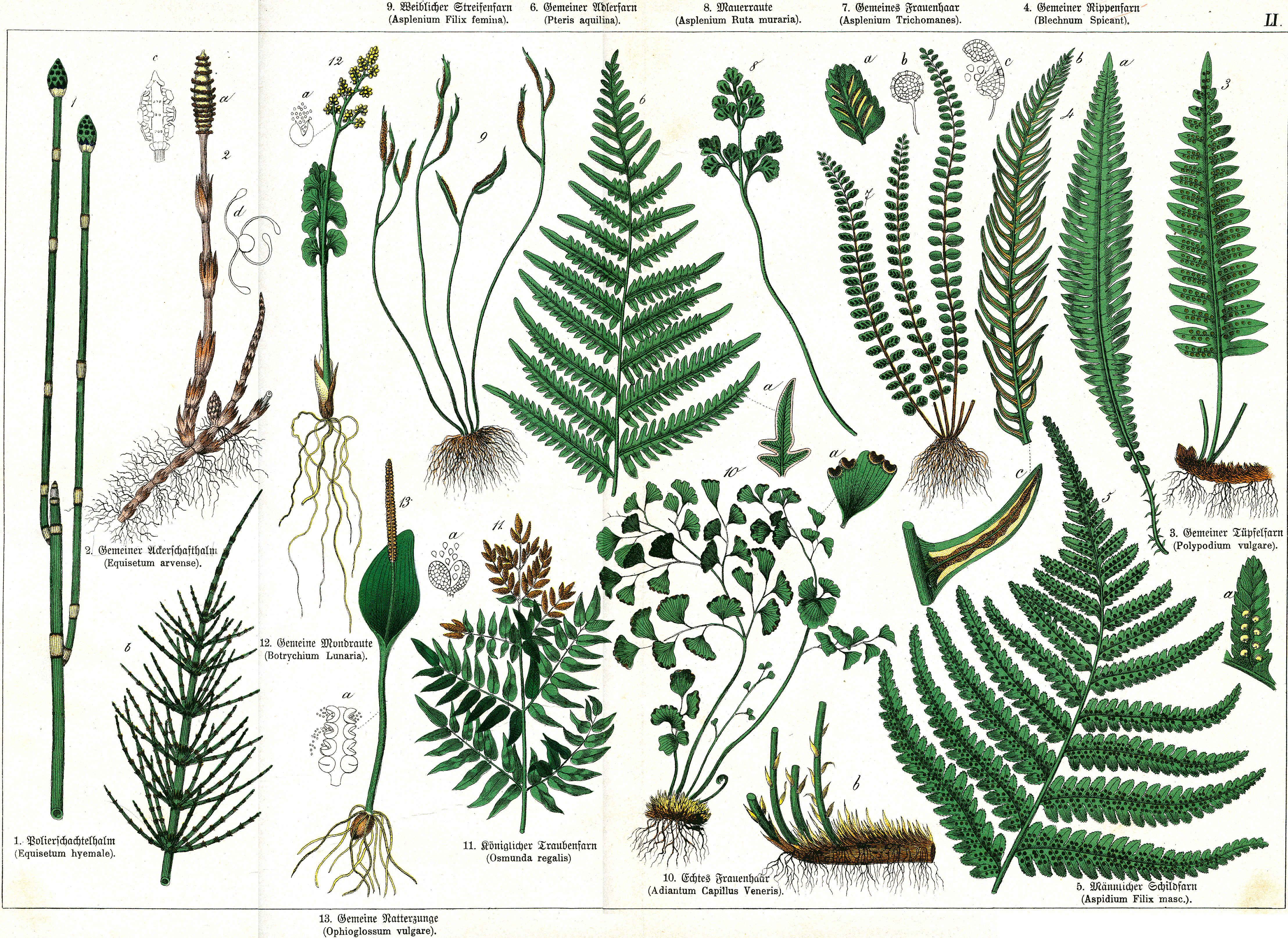 Naturgeschichte des Pflanzenreichs Tafel LI