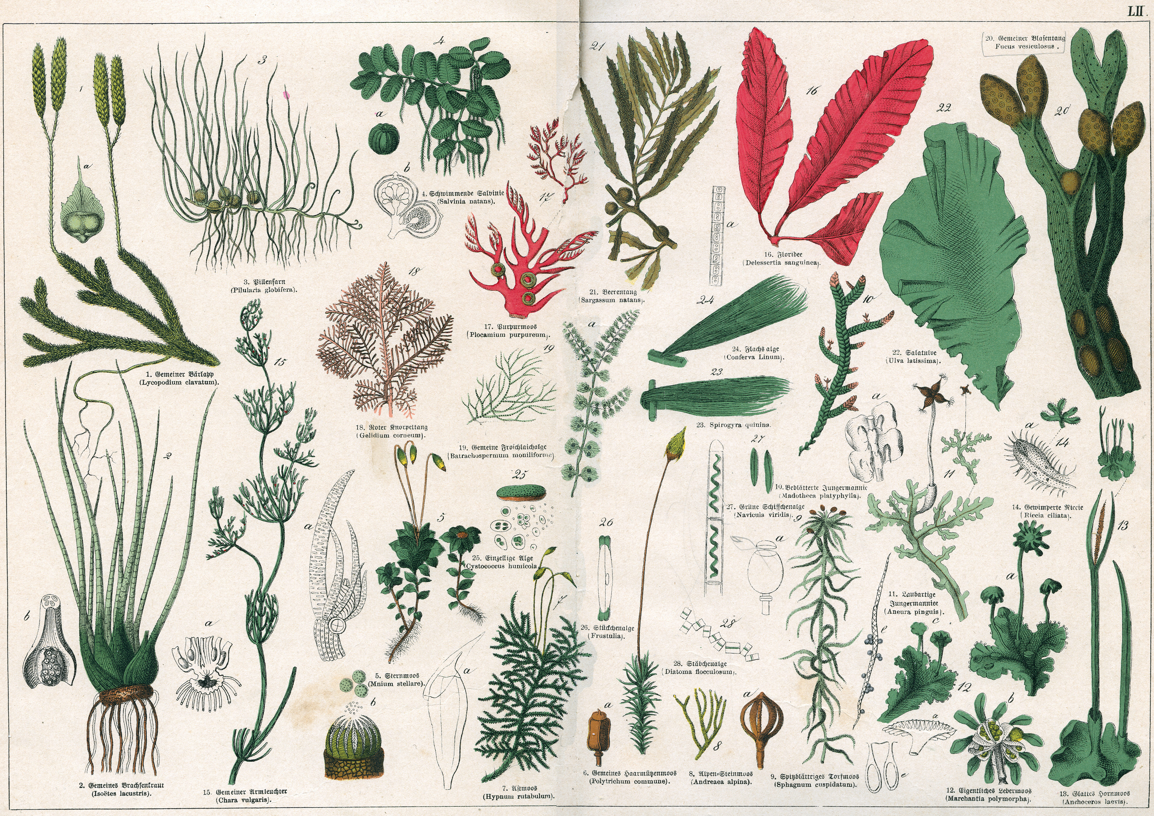 Naturgeschichte des Pflanzenreichs Tafel LII
