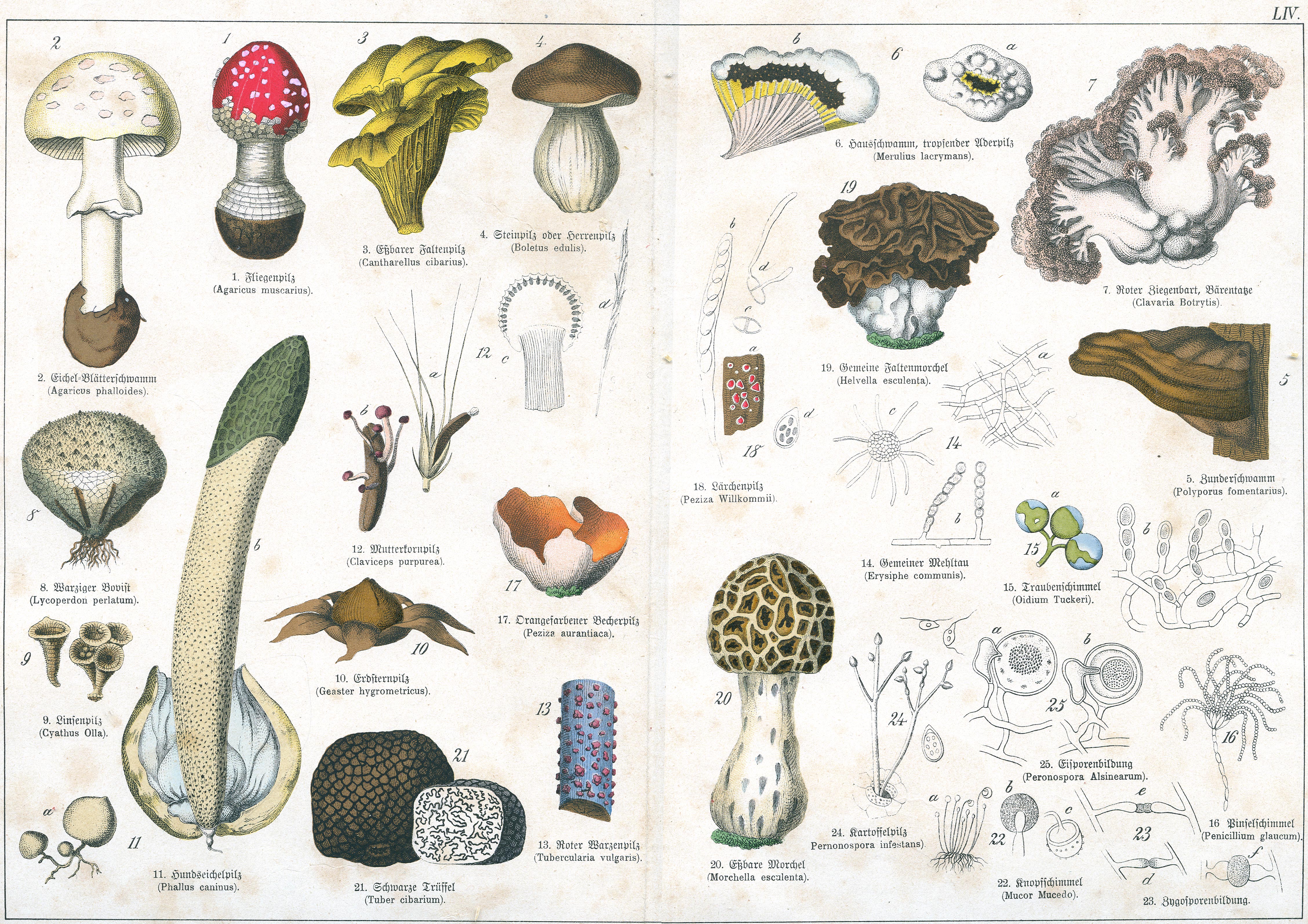 Naturgeschichte des Pflanzenreichs Tafel LIV