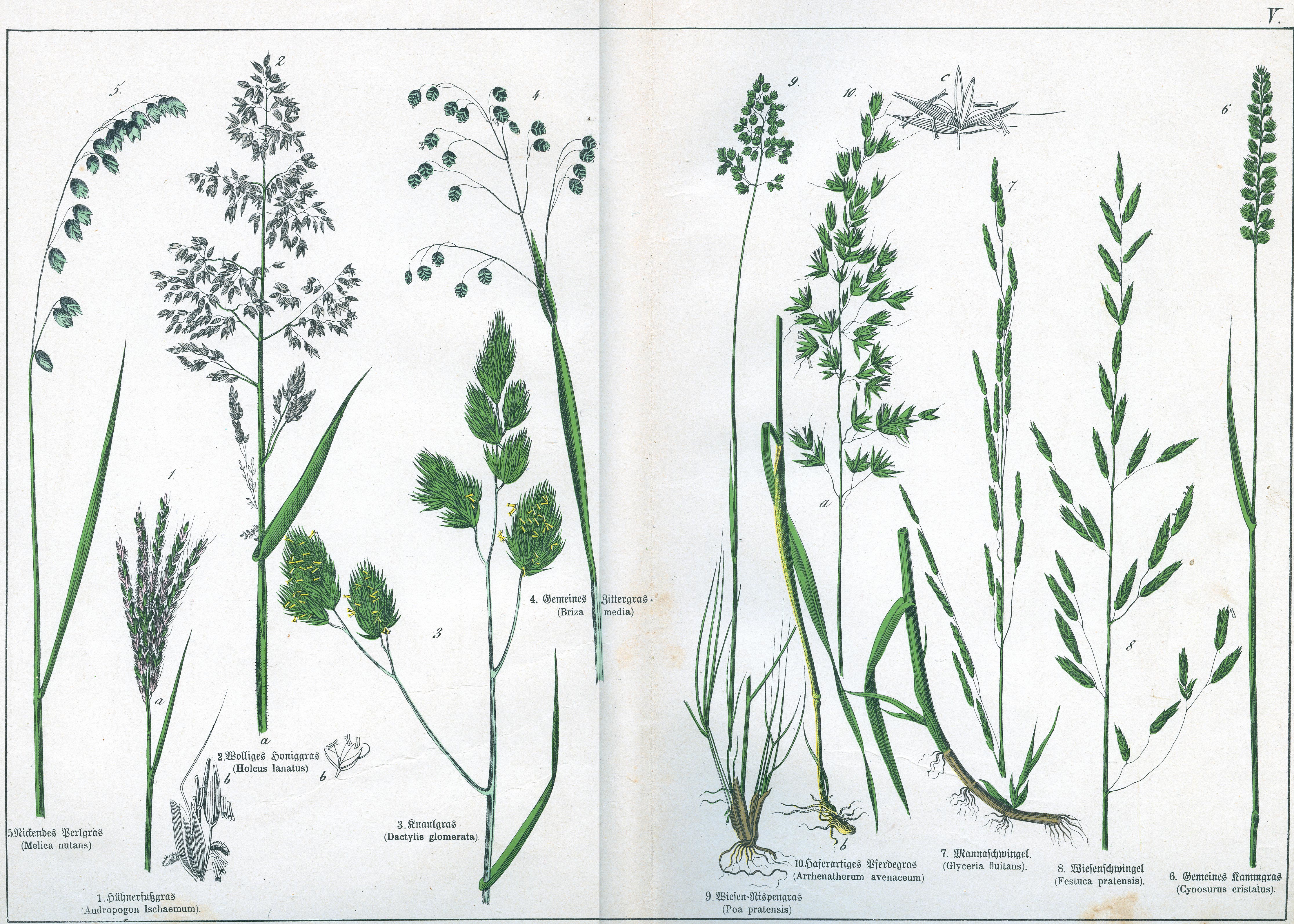 Naturgeschichte des Pflanzenreichs Tafel V