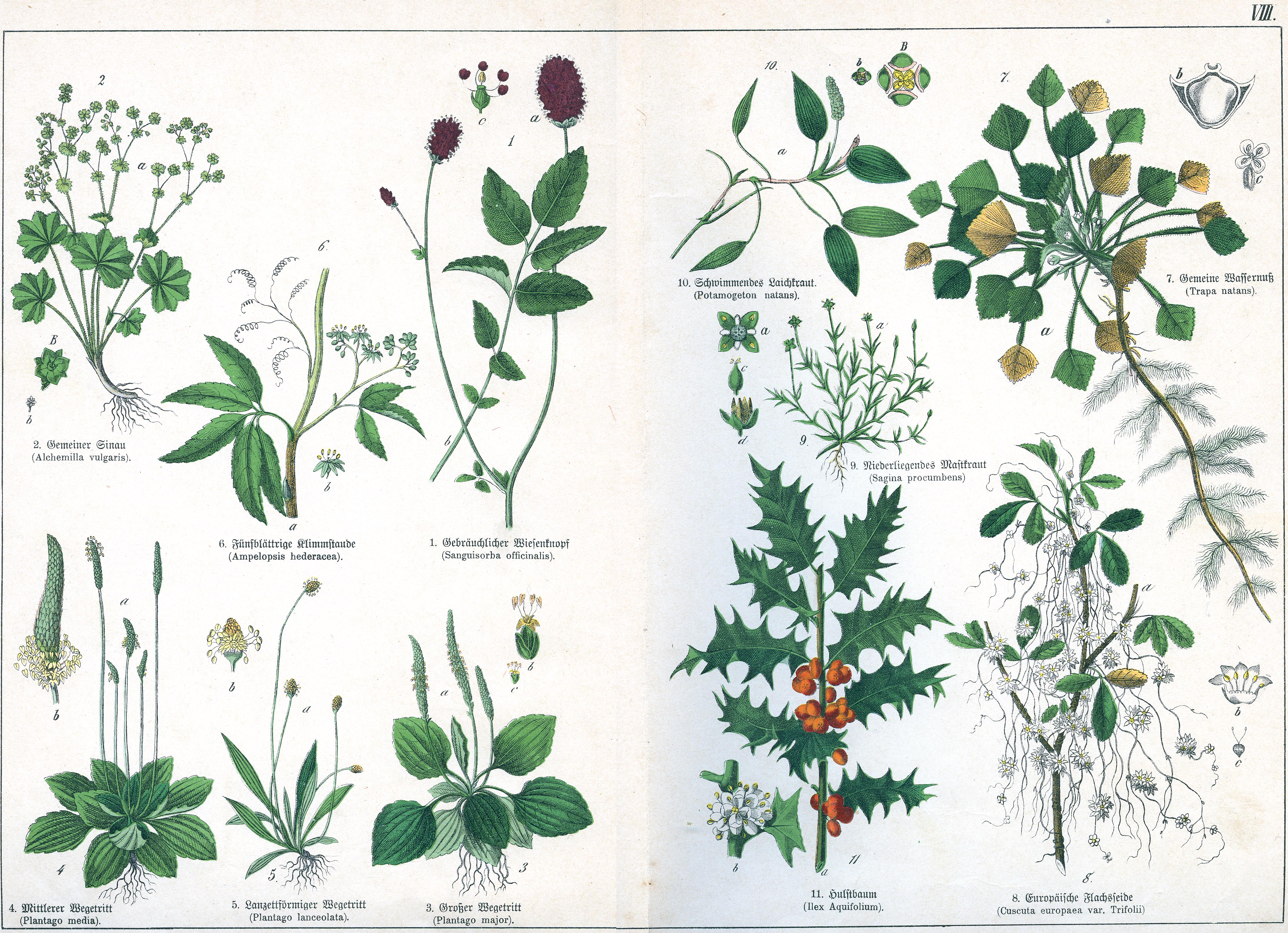 Naturgeschichte des Pflanzenreichs Tafel VIII