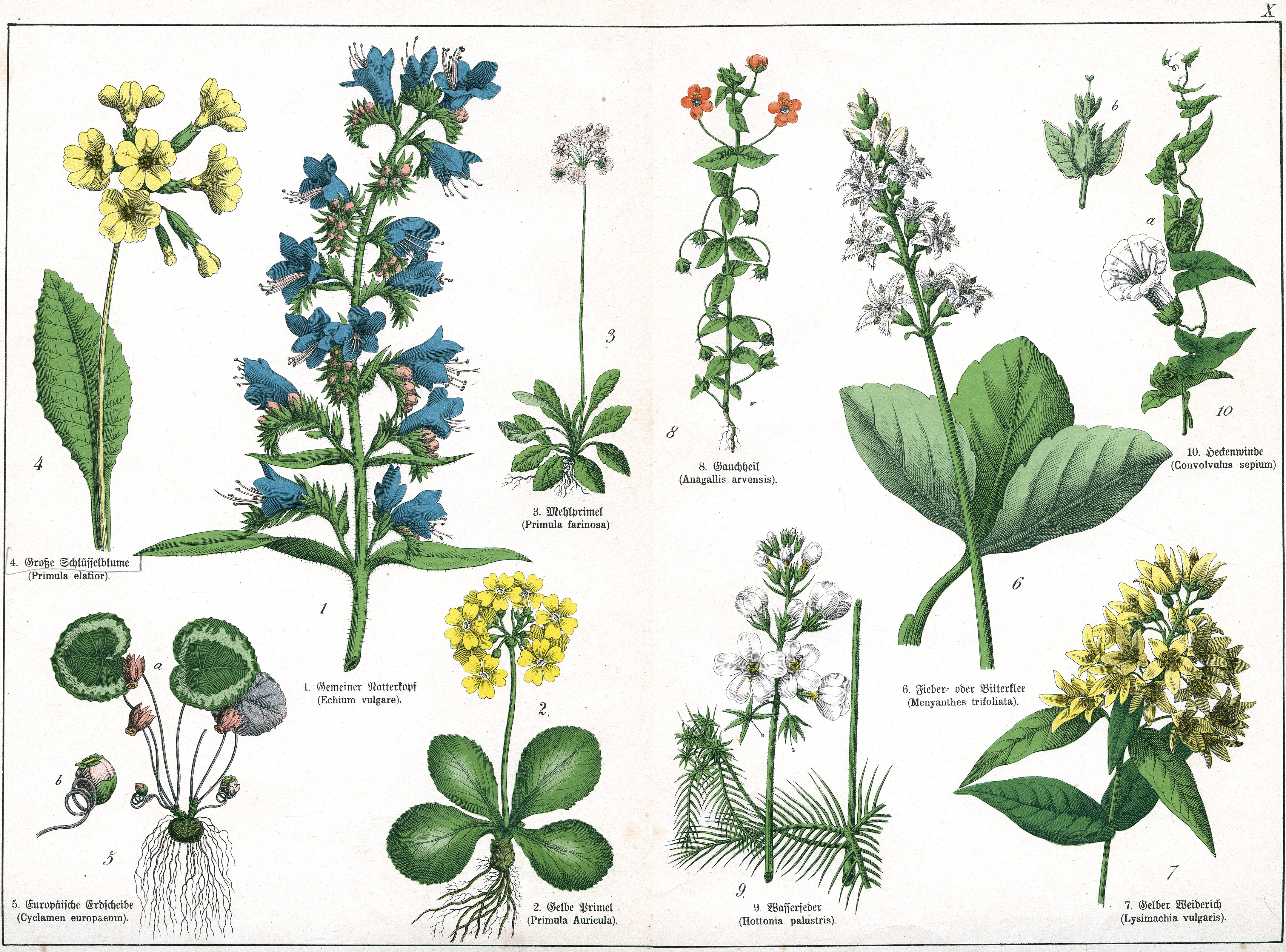 Naturgeschichte des Pflanzenreichs Tafel X