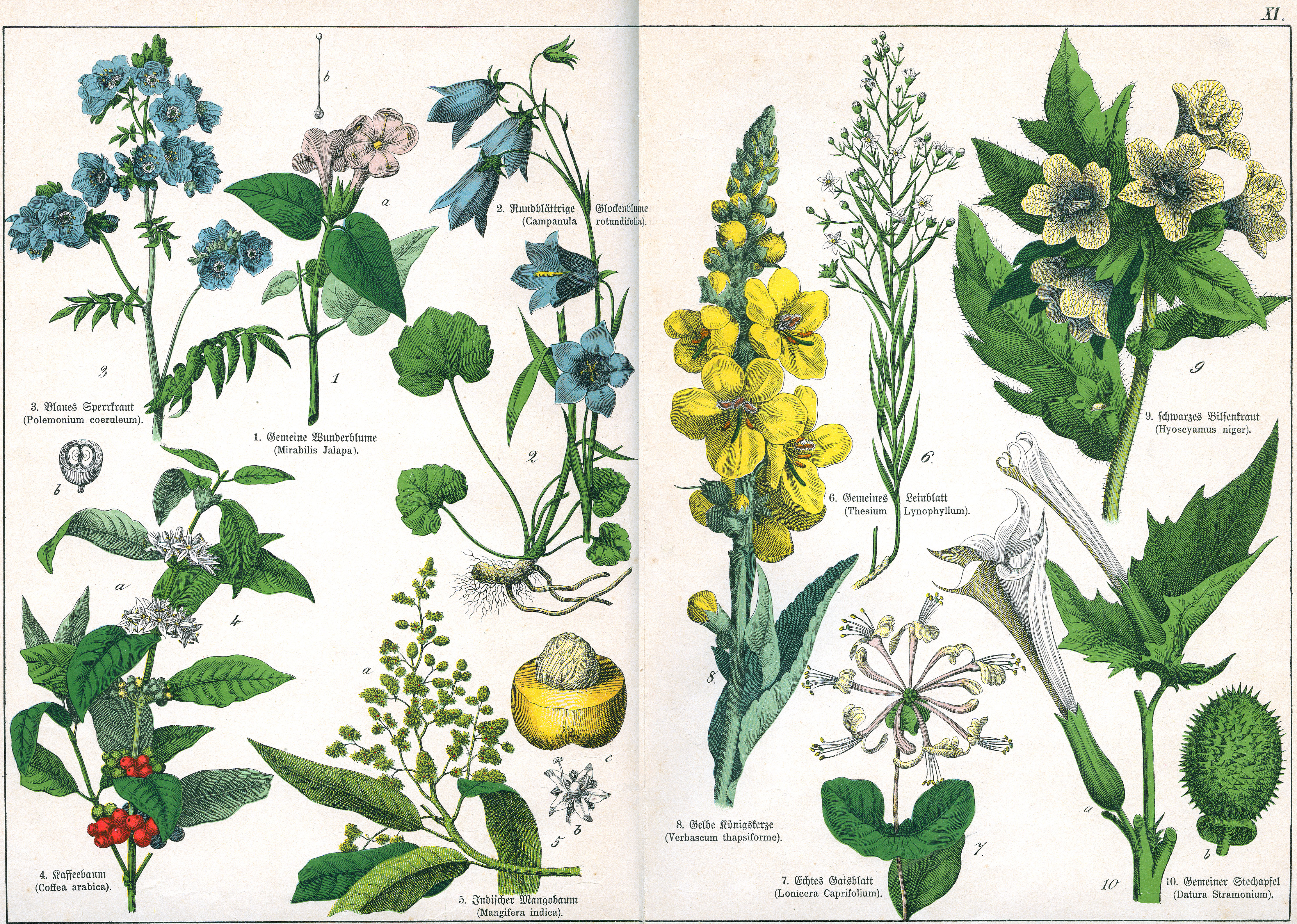Naturgeschichte des Pflanzenreichs Tafel XI