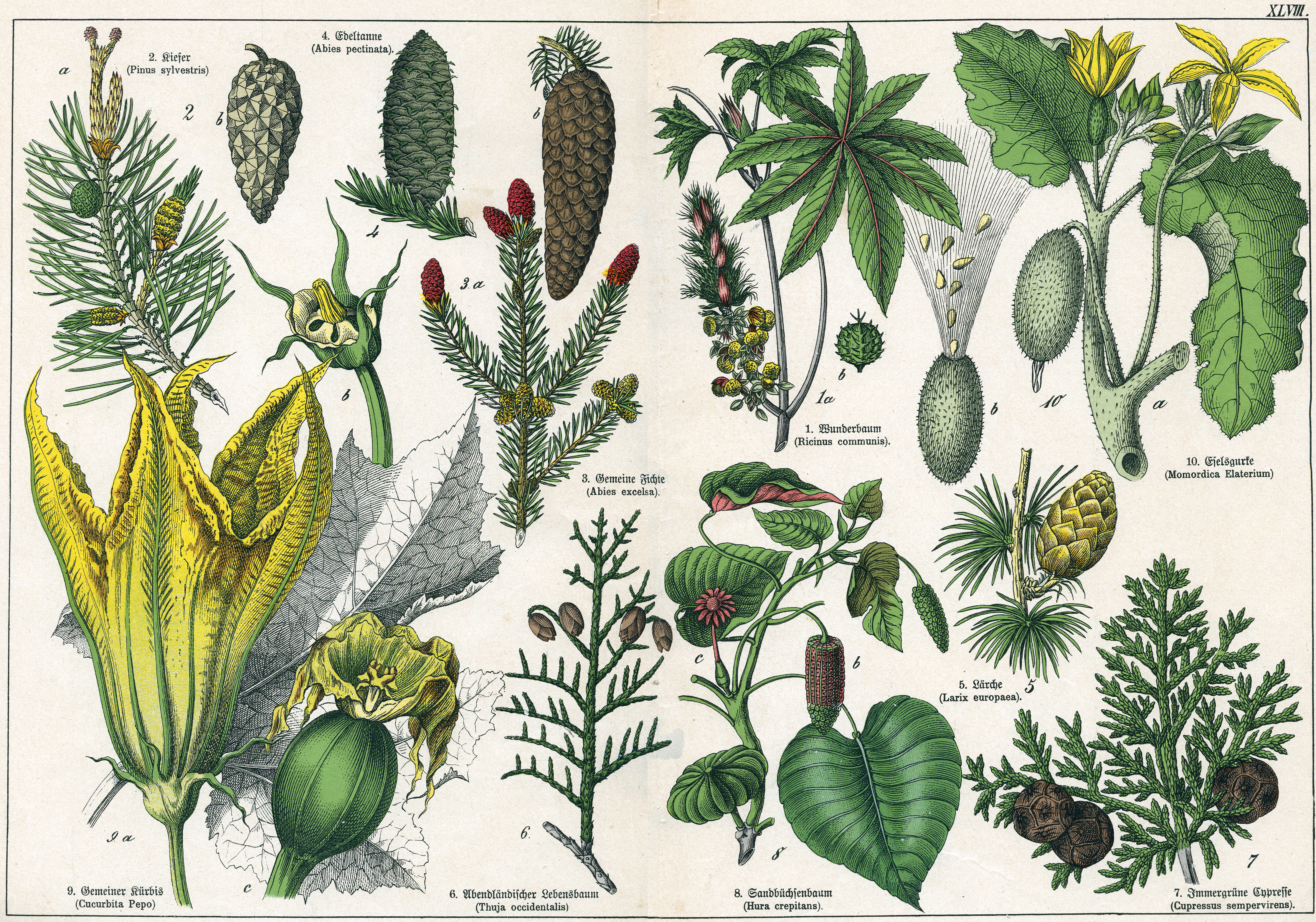 Naturgeschichte des Pflanzenreichs Tafel XLVIII