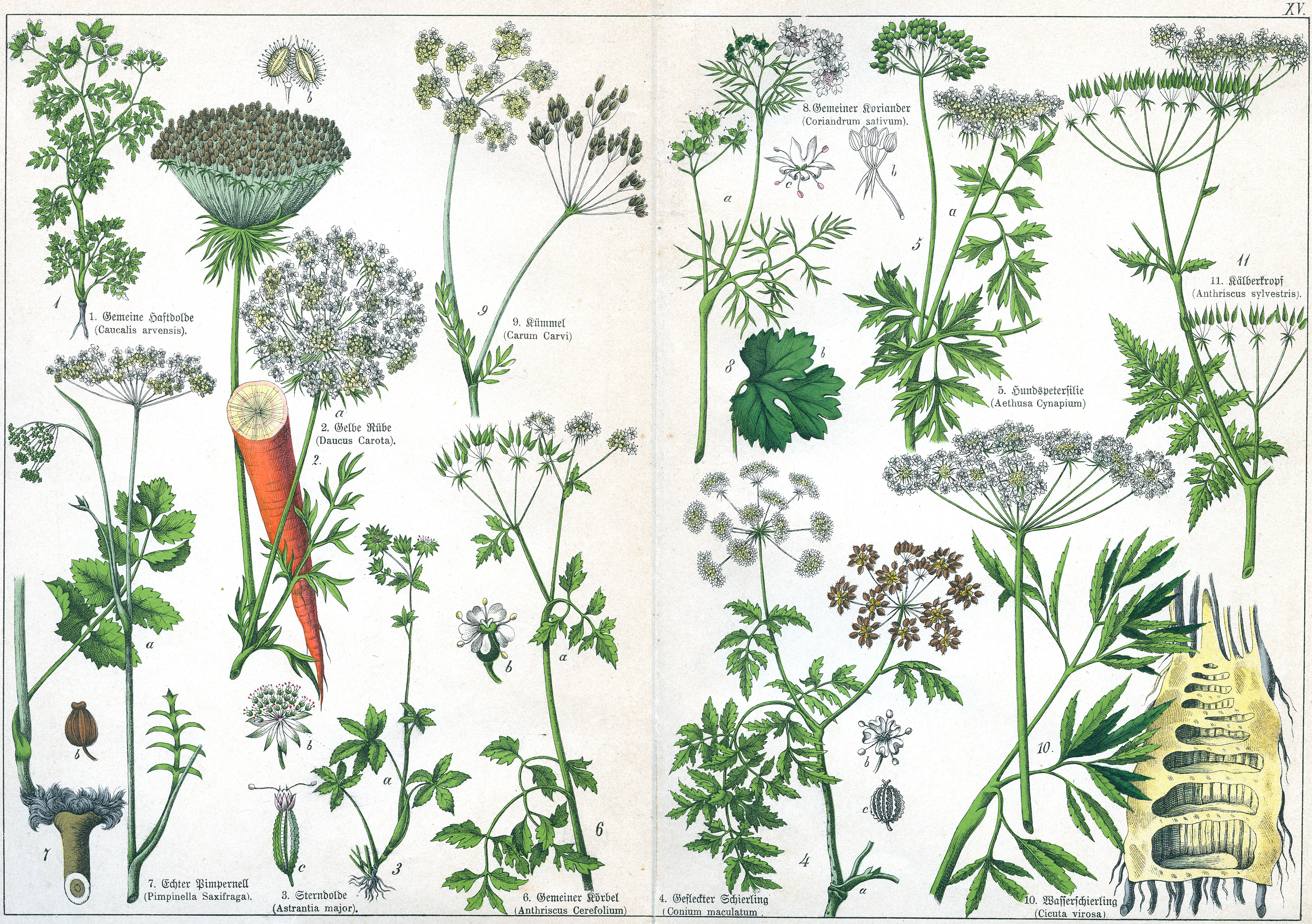 Naturgeschichte des Pflanzenreichs Tafel XV