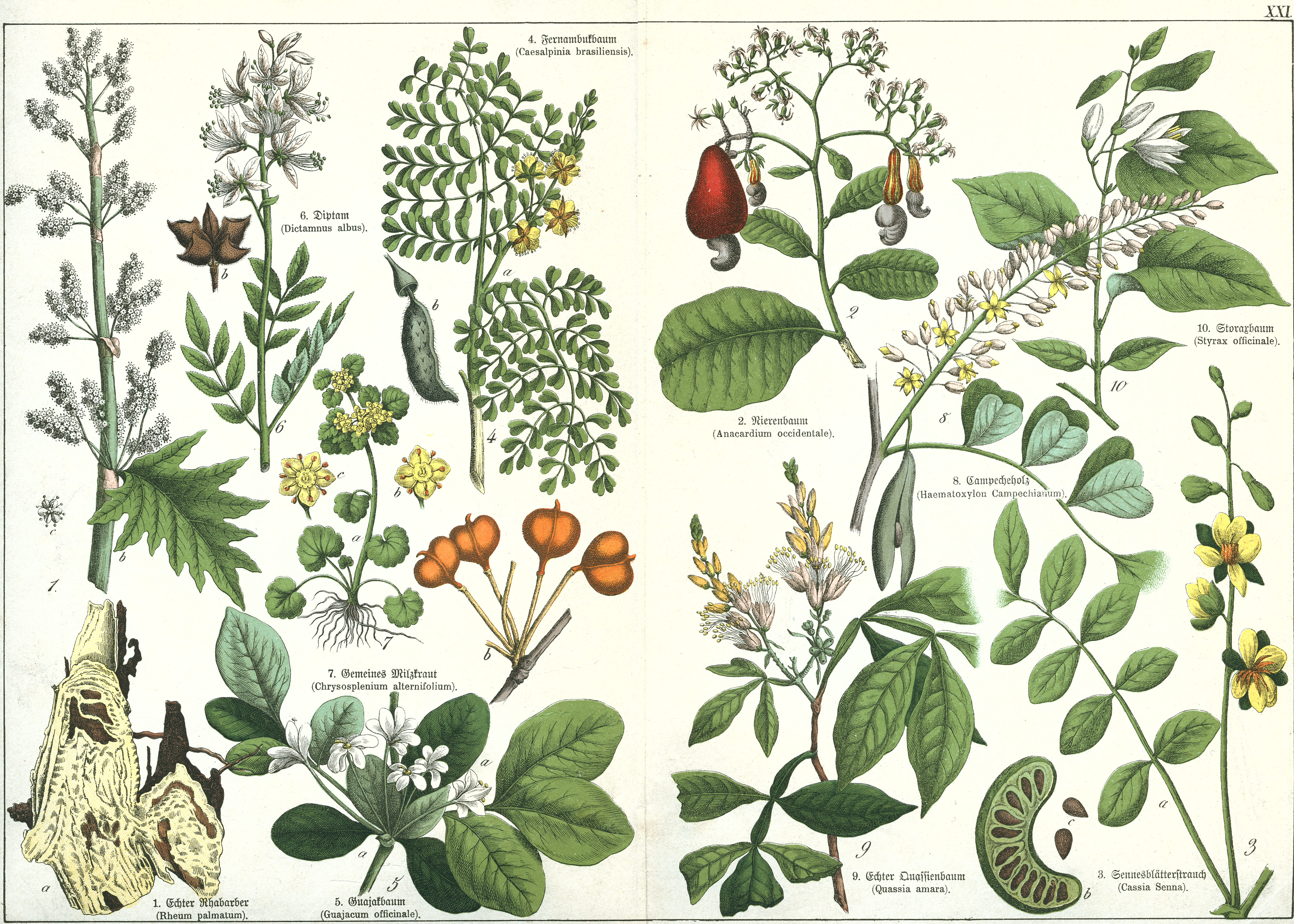 Naturgeschichte des Pflanzenreichs Tafel XXI